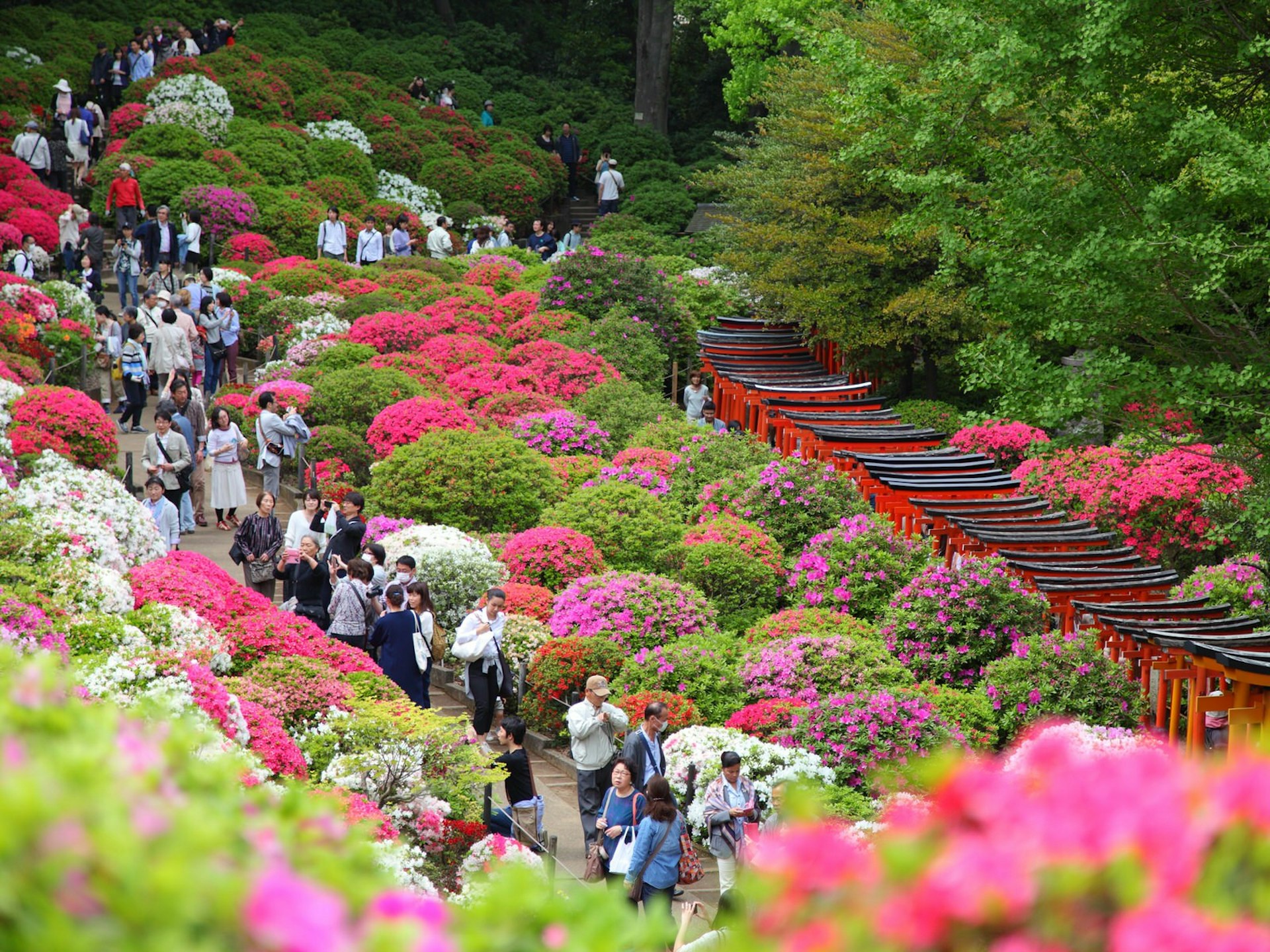A line of people walk through the grounds of Nezu-jinja, which is covered in azalea bushes in bloom in spring