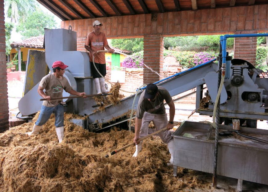 Feeding the baked agave plant into the juicing machine at Los Osuna. Image by Clifton Wilkinson / Lonely Planet