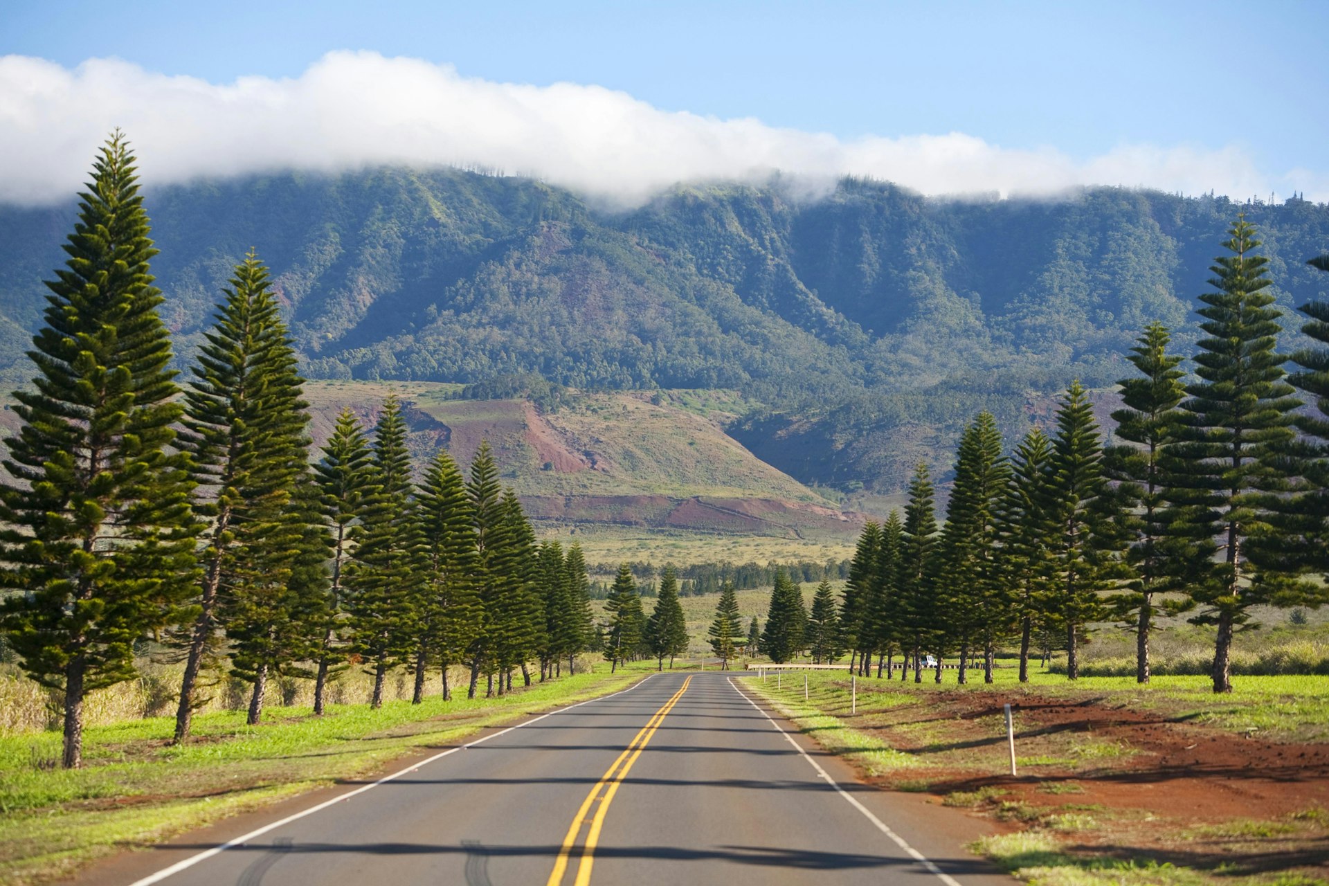 Pines alongside the road into Lanaʻi City. Image by  Ron Dahlquist / Perspectives / Getty