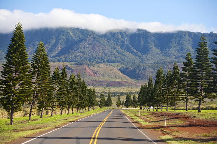 Pines alongside the road into Lana’i City. Image by Ron Dahlquist / Perspectives / Getty
