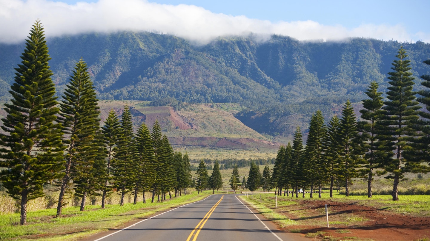 Pines alongside the road into Lana’i City. Image by Ron Dahlquist / Perspectives / Getty