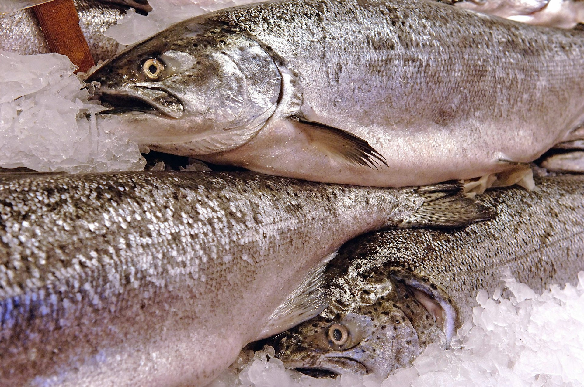 Salmon on ice at a fish market in Seattle. Image by Joe Dovala / WaterFrame / Getty