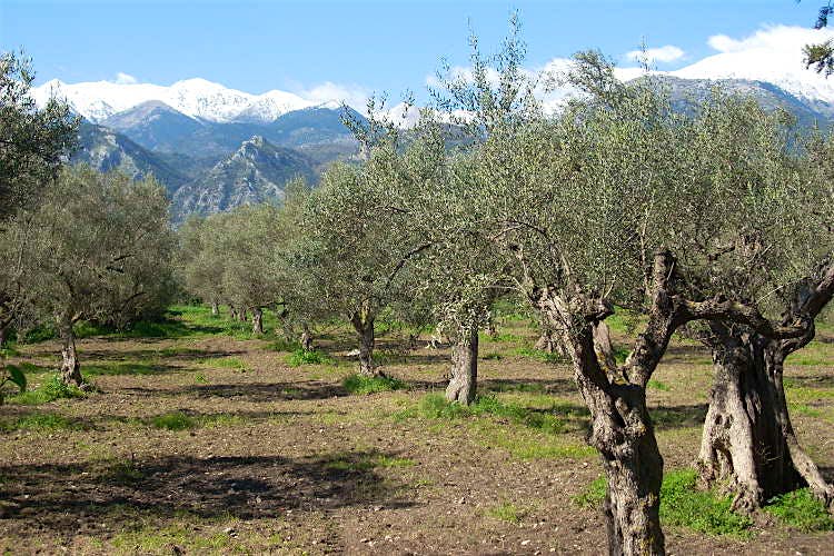 Features - Peloponnese-olive-trees-Greece Olive groves and snow-capped peaks in the Peloponnese, where Richard Linklater's Before Midnight was shot. Alexis Averbuck / Lonely Planet