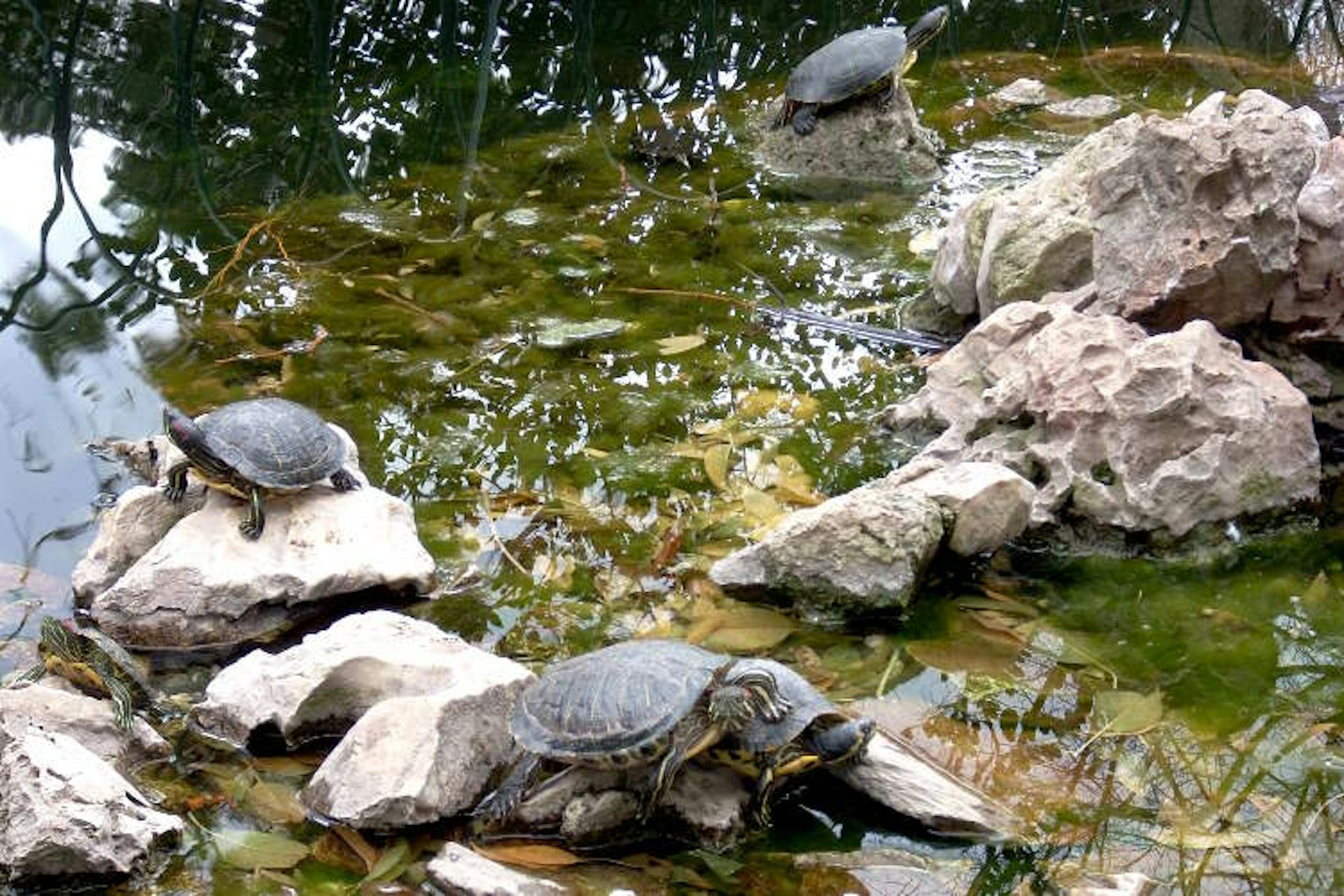Fountain with turtles in Zappeio Gardens. Image by Alexis Averbuck / Lonely Planet