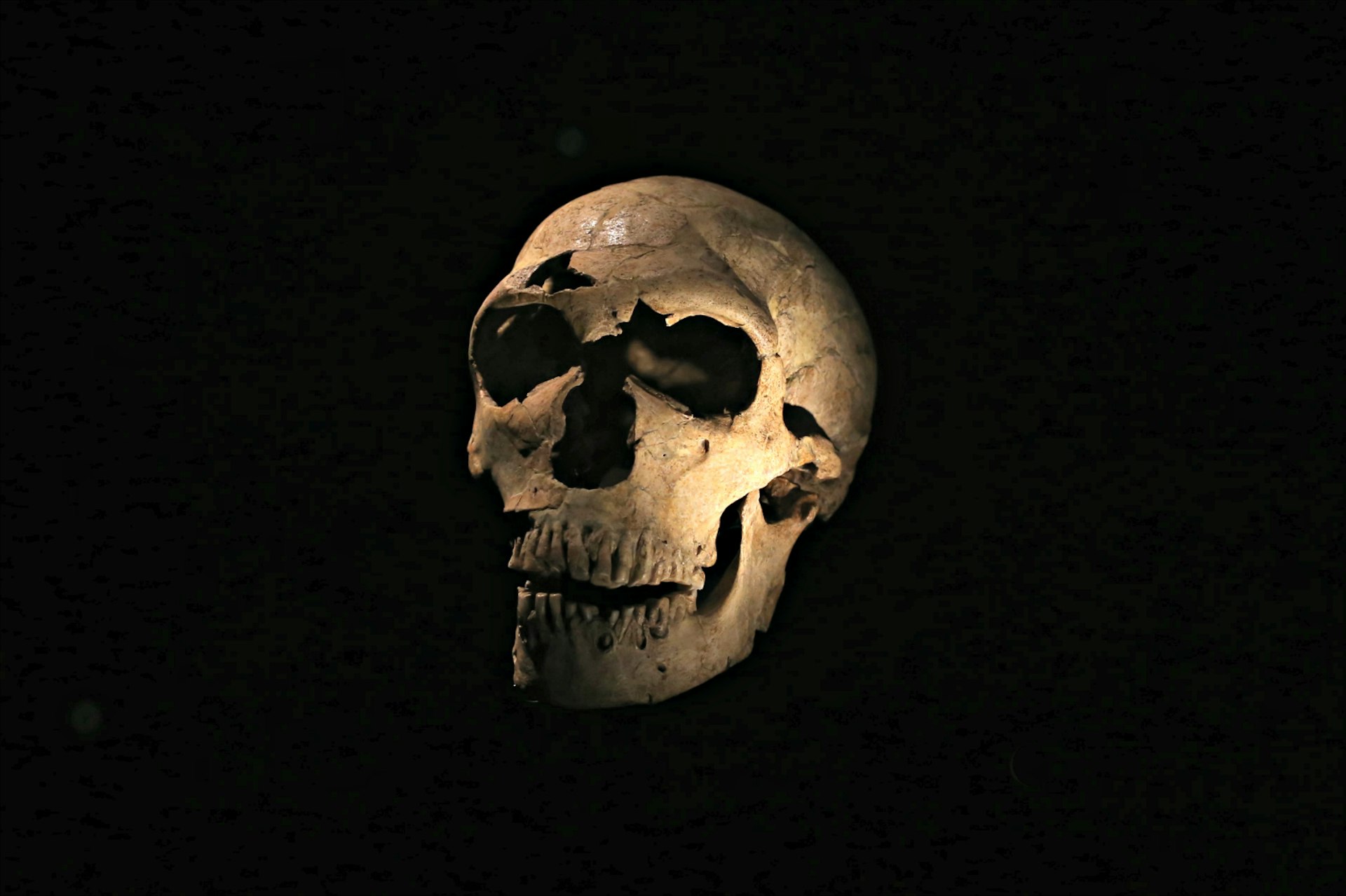 A skull at the Museum of Mankind in Paris