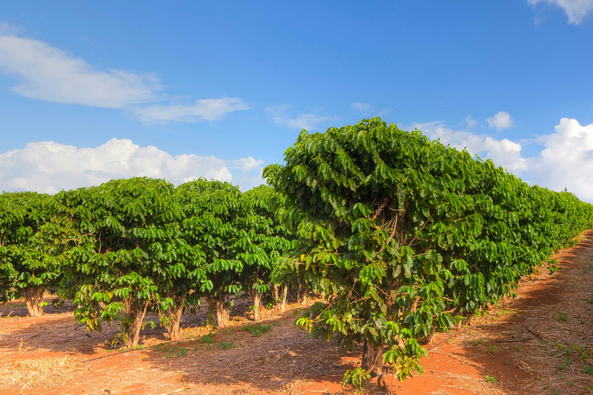 Coffee trees at a farm in Maui. Image by Dusty Pixel photography / Moment Open / Getty