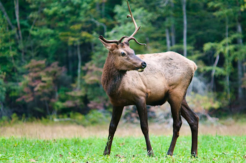 A bull elk in Great Smoky Mountains National Park © Jim McKinley / Moment Open / Getty
