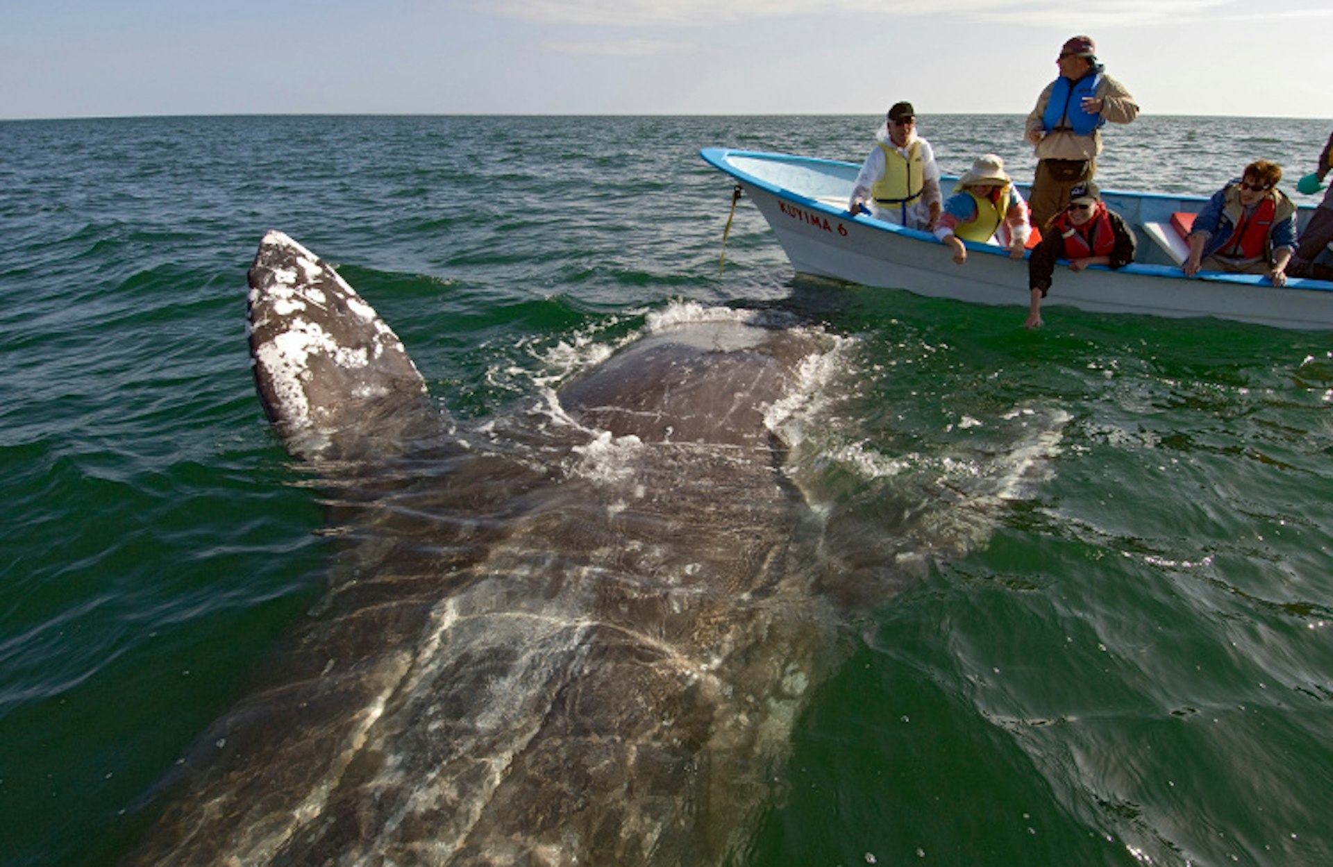 Gray whales have become used to human interaction in San Ignacio Lagoon. Image by Doug Steakley / Lonely Planet Images / Getty Images