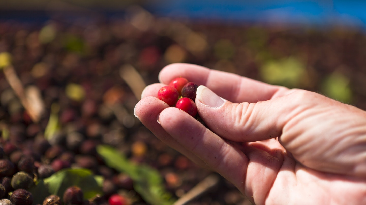Coffee cherries about to begin the roasting process. Image by DustyPixel / E+ / Getty