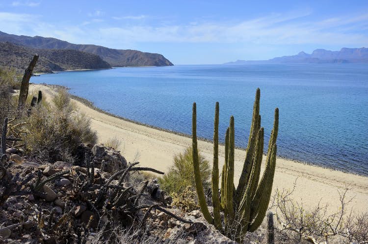 Getting back to nature in Baja California Sur - Lonely Planet