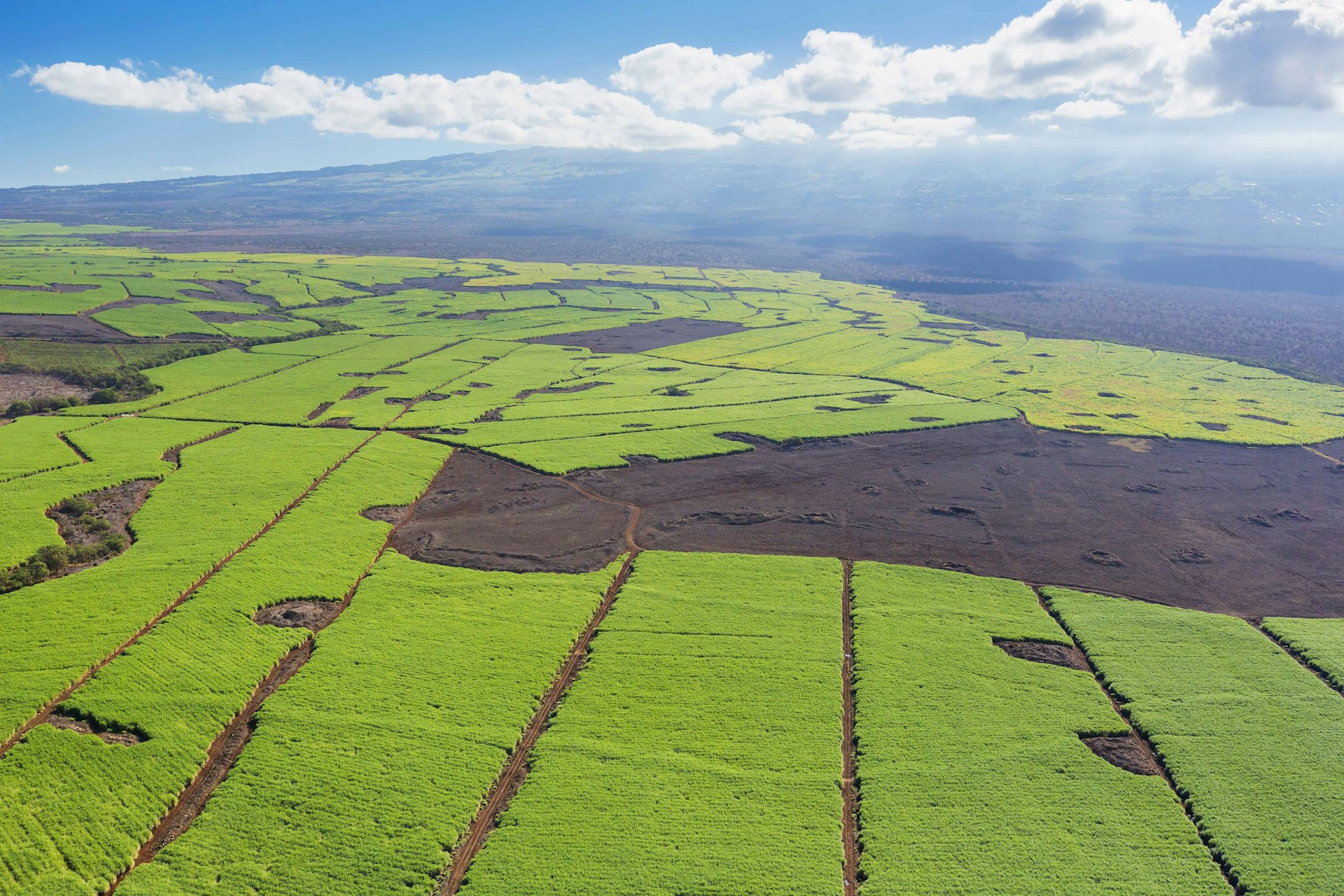 Maui’s diverse climate allows for a variety of crops, including this sugarcane field seen from above. Image by Makena Stock Media / Perspectives / Getty