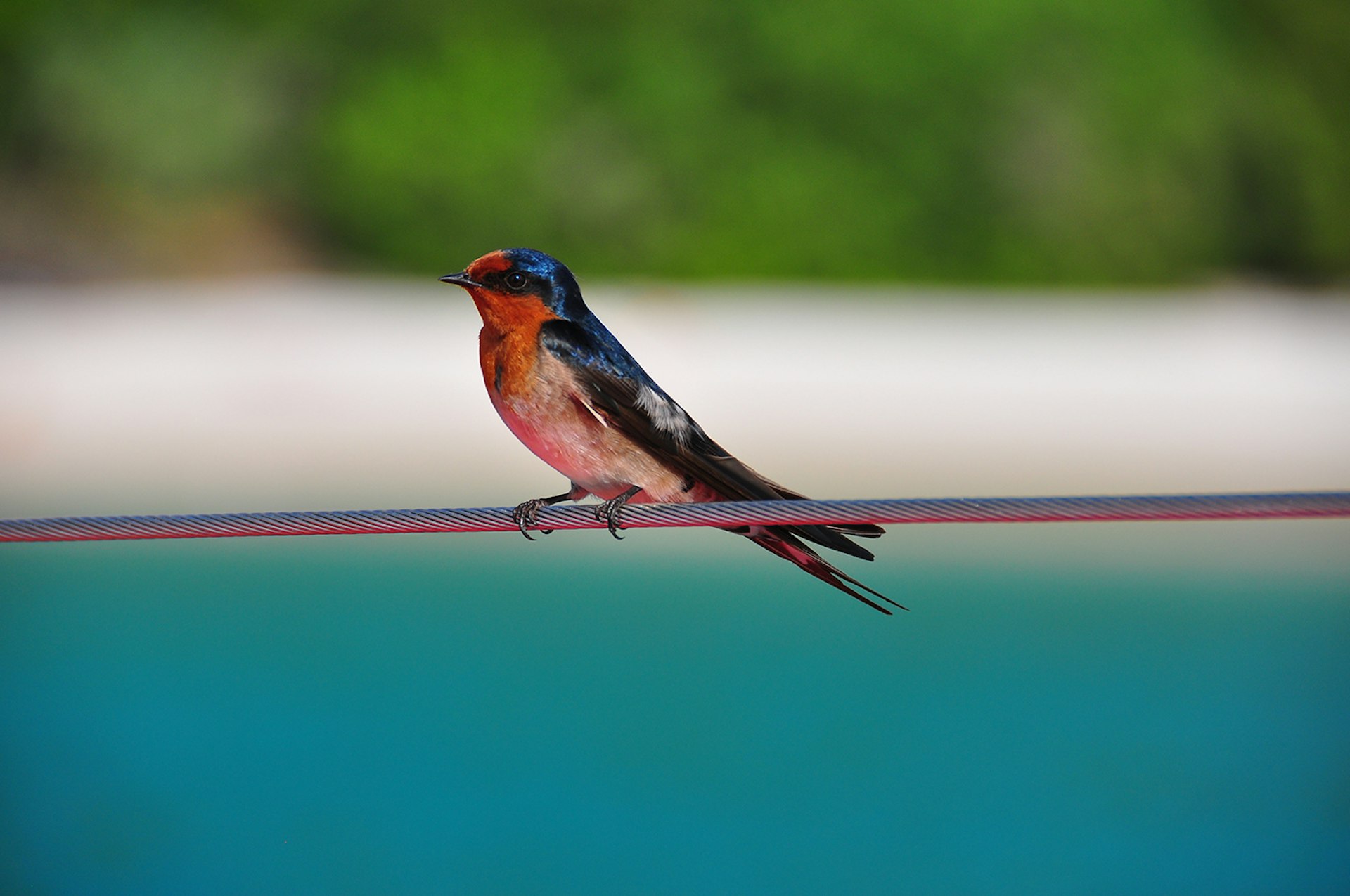 A welcome swallow perched on a sailboat in the Whitsunday Islands. Image by Matt Gillman / CC BY 2.0