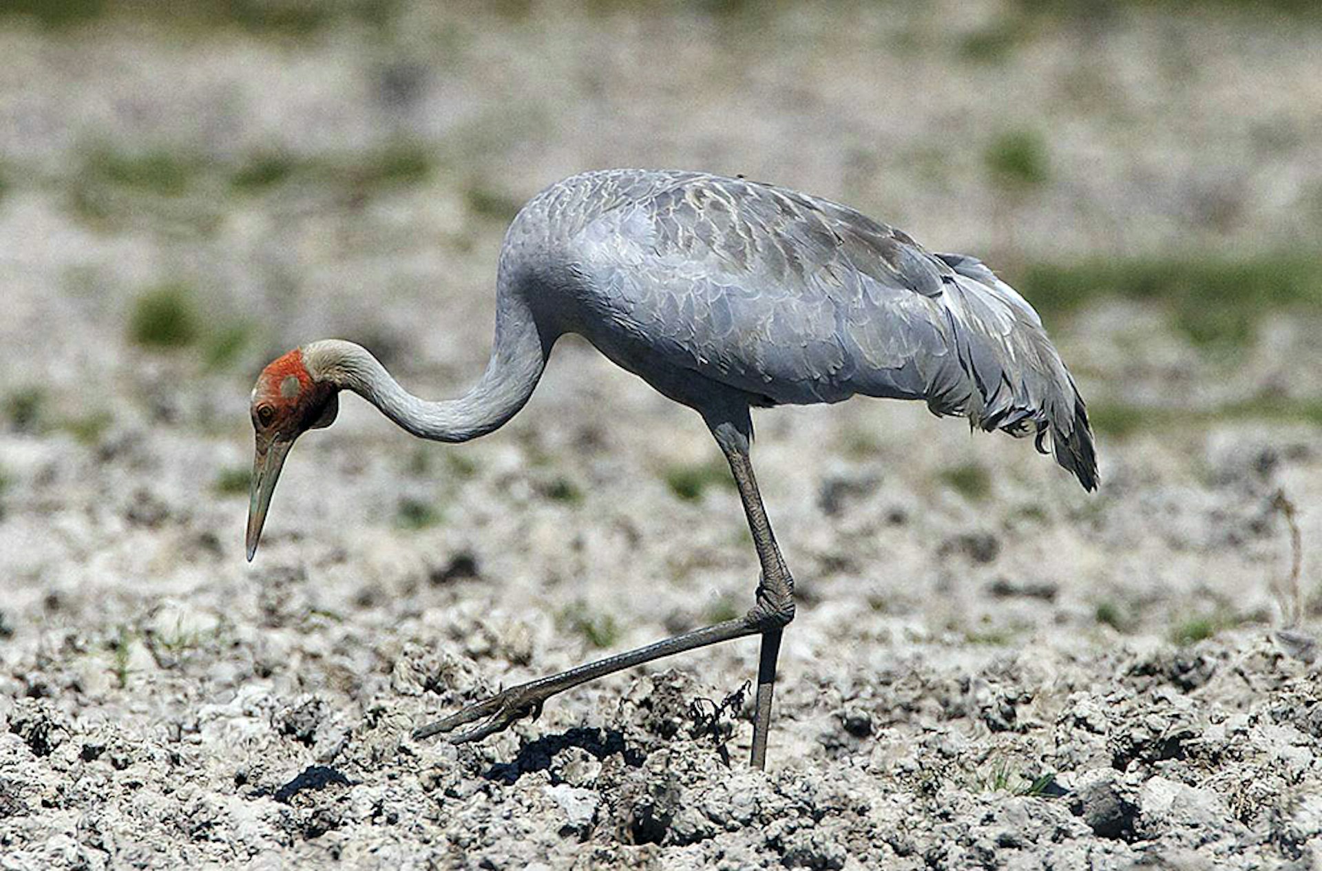 Wetlands around the Kimberley are a great bet for spotting the balletic brolga. Brolga. Image by Lip Kee / CC BY-SA 2.0