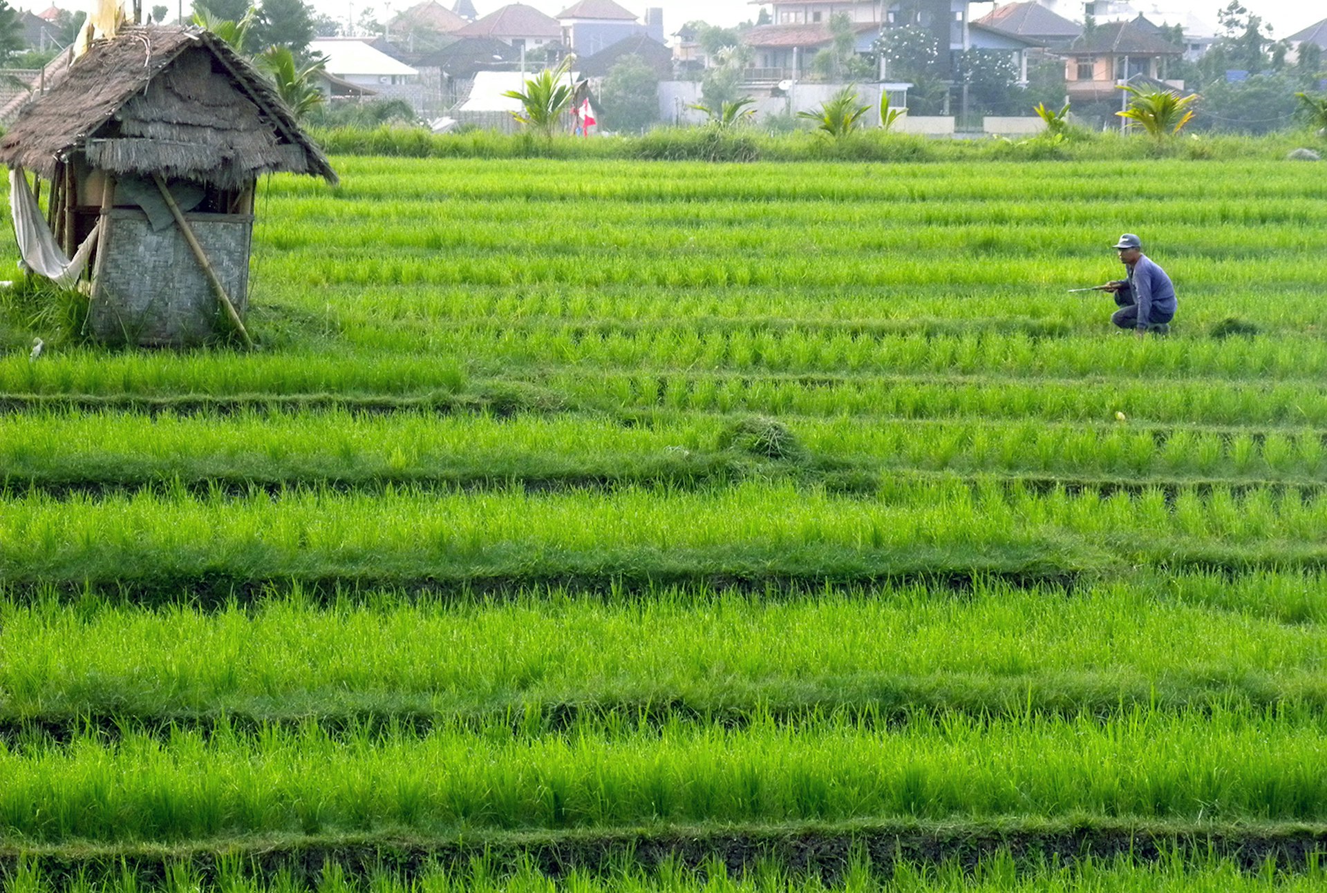 Vibrant rice fields in Canggu, one of Bali's most iconic sights. Image by Jason Paris / CC BY 2.0