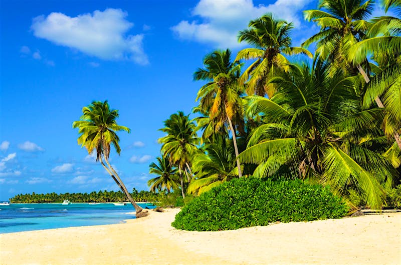 Palm trees planted on the beach near the ocean ? Anna Jedynak