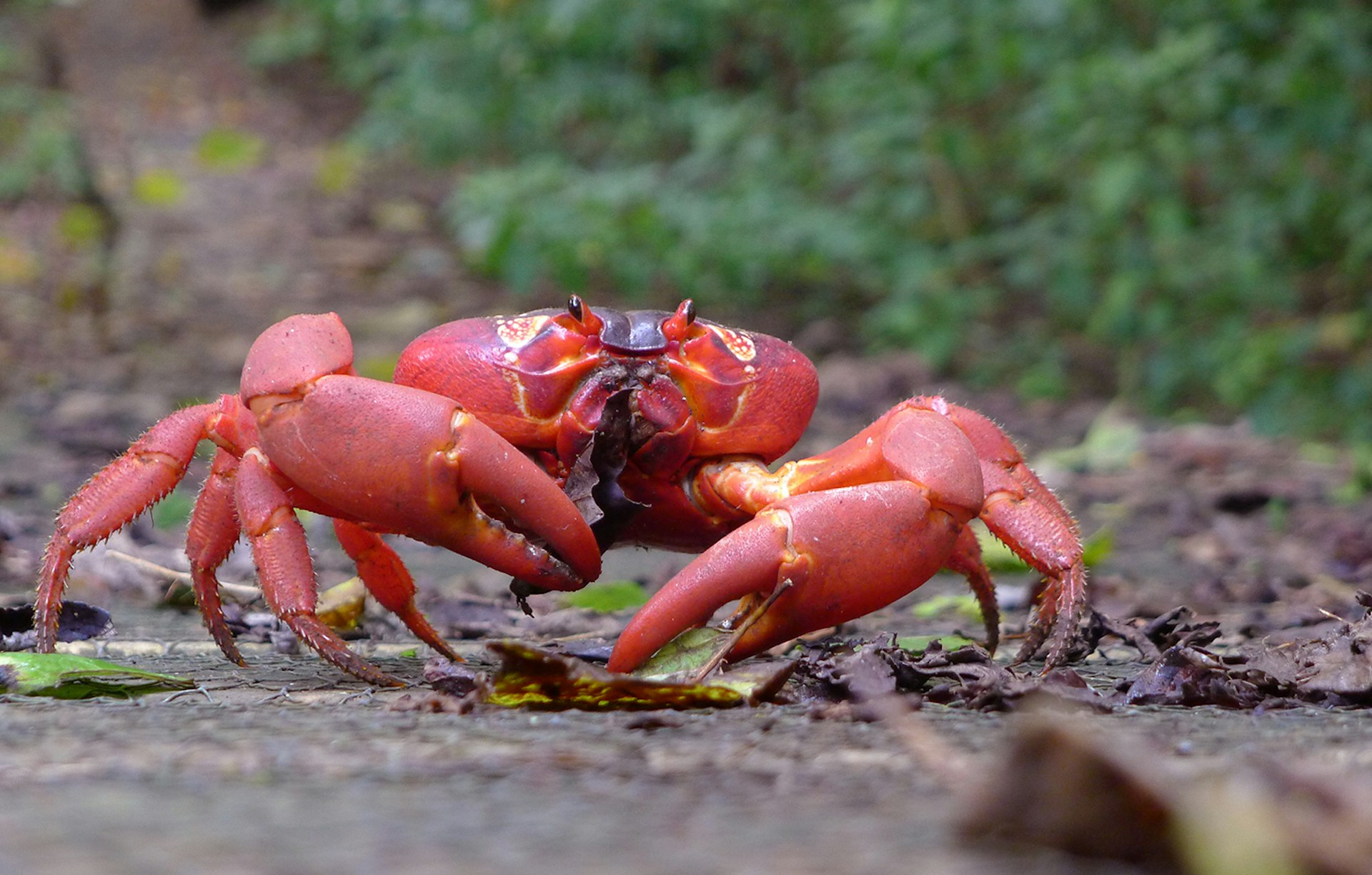 Christmas Island's red crabs: watch these scarlet scuttlers amass in their thousands during mating season. Image by John Tann / CC BY 2.0