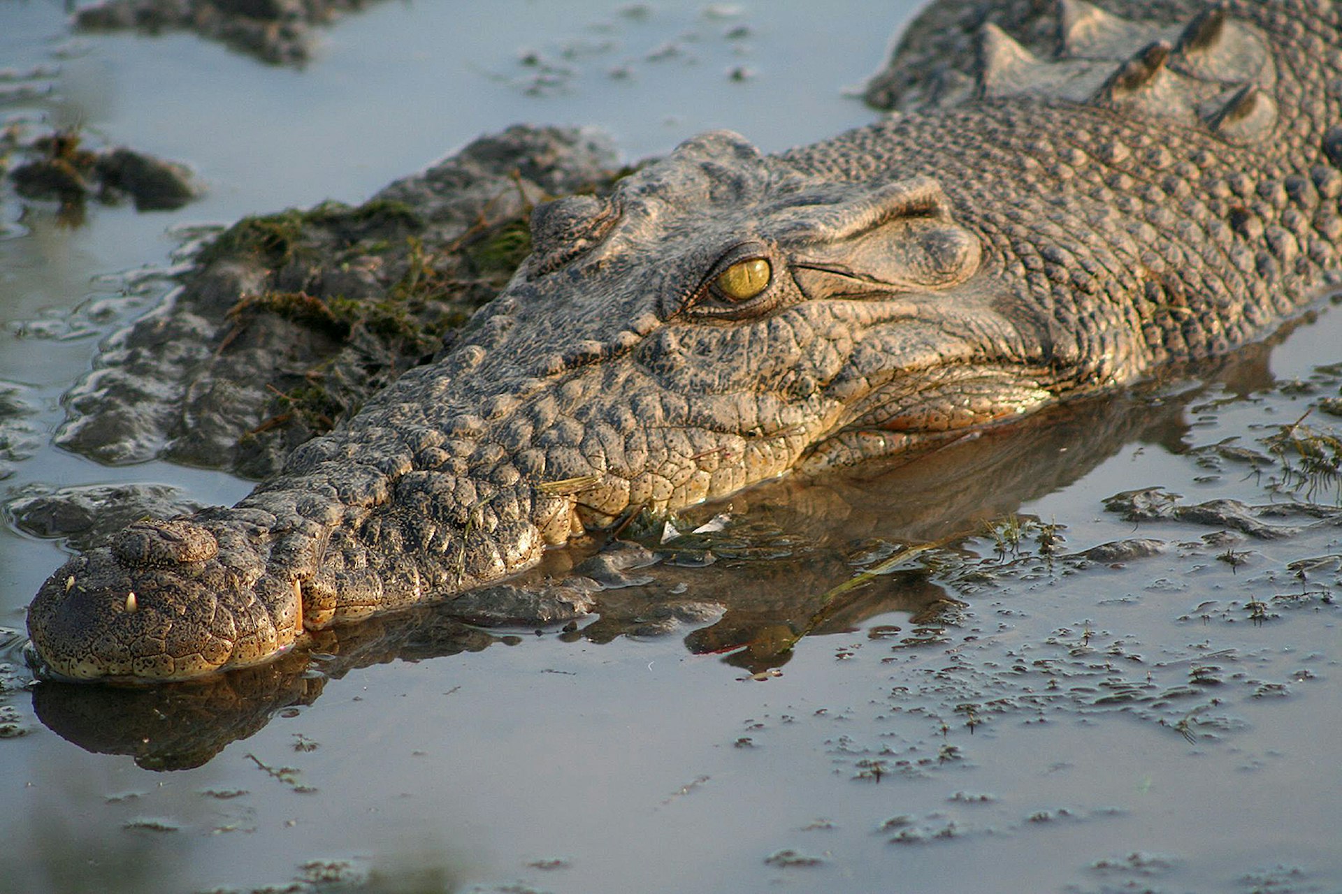 The most dangerous animal. Гребнистый крокодил. Морской гребнистый крокодил. Гребнистый Аббас крокодил. Гребнистый крокодил опасен.