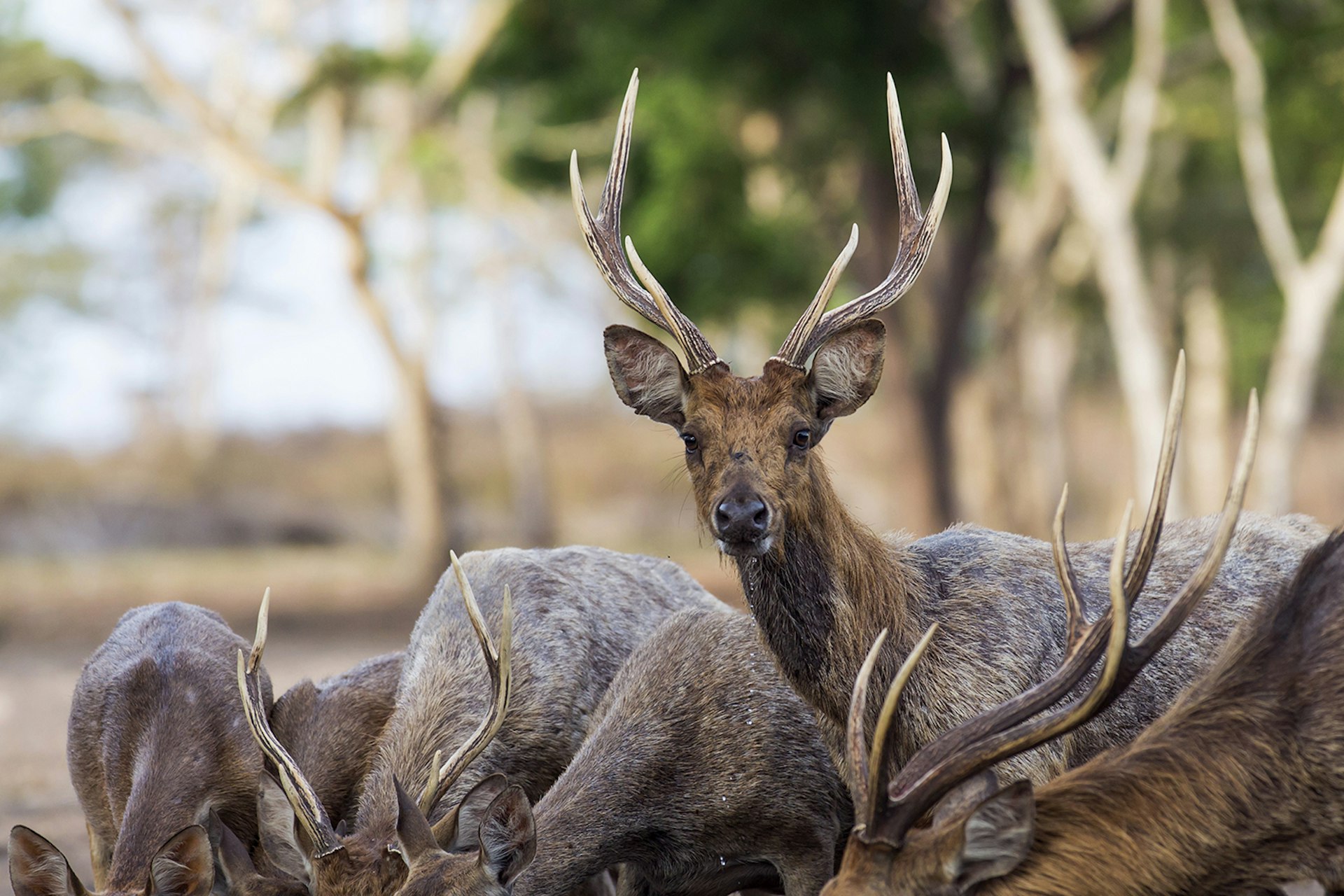 Families of deer roam across West Bali National Park. Image by Ketut Arnaya skip imagery / Moment Open / Getty Images