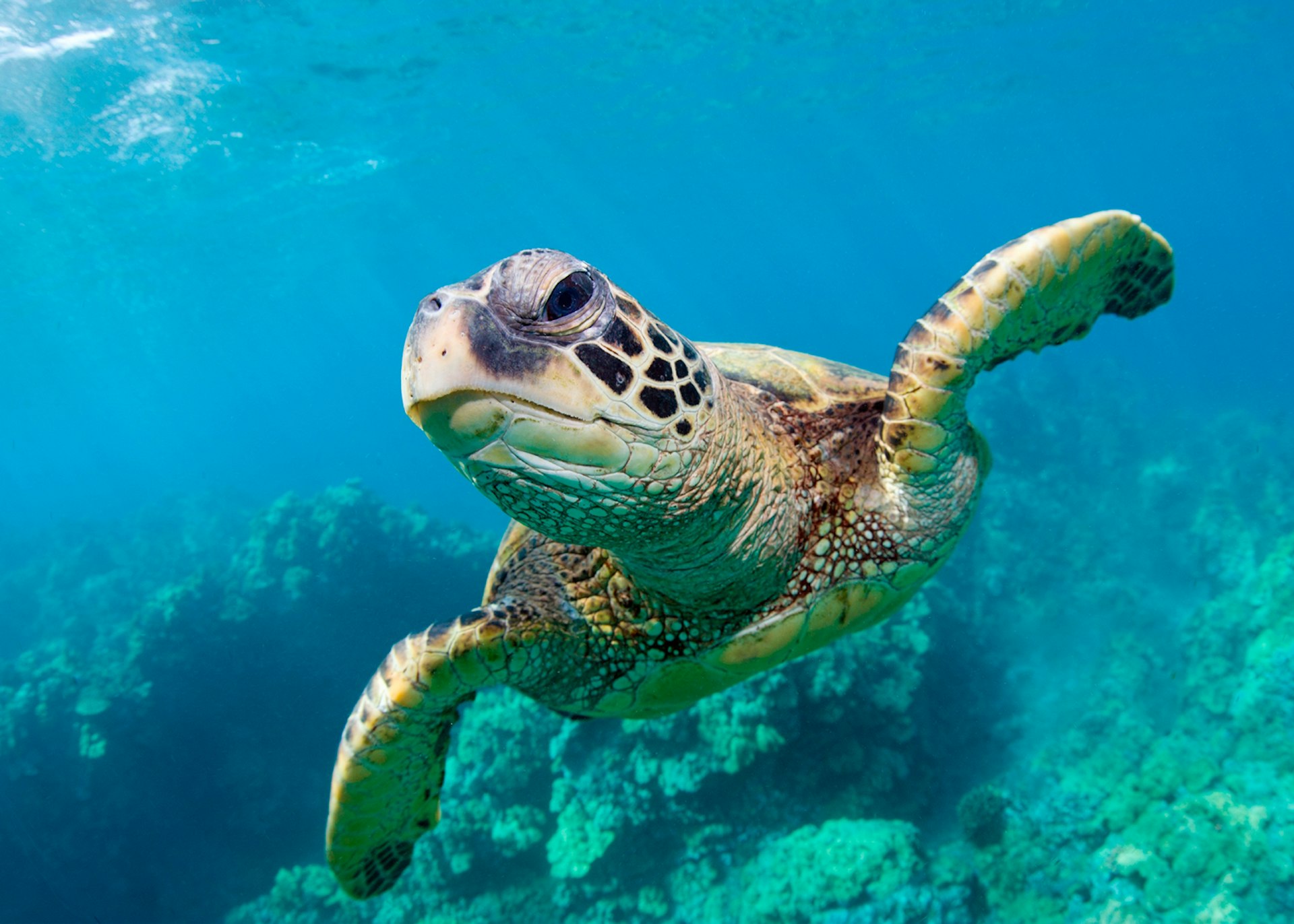 A green turtle swimming © M Swiet Productions / Getty Images 