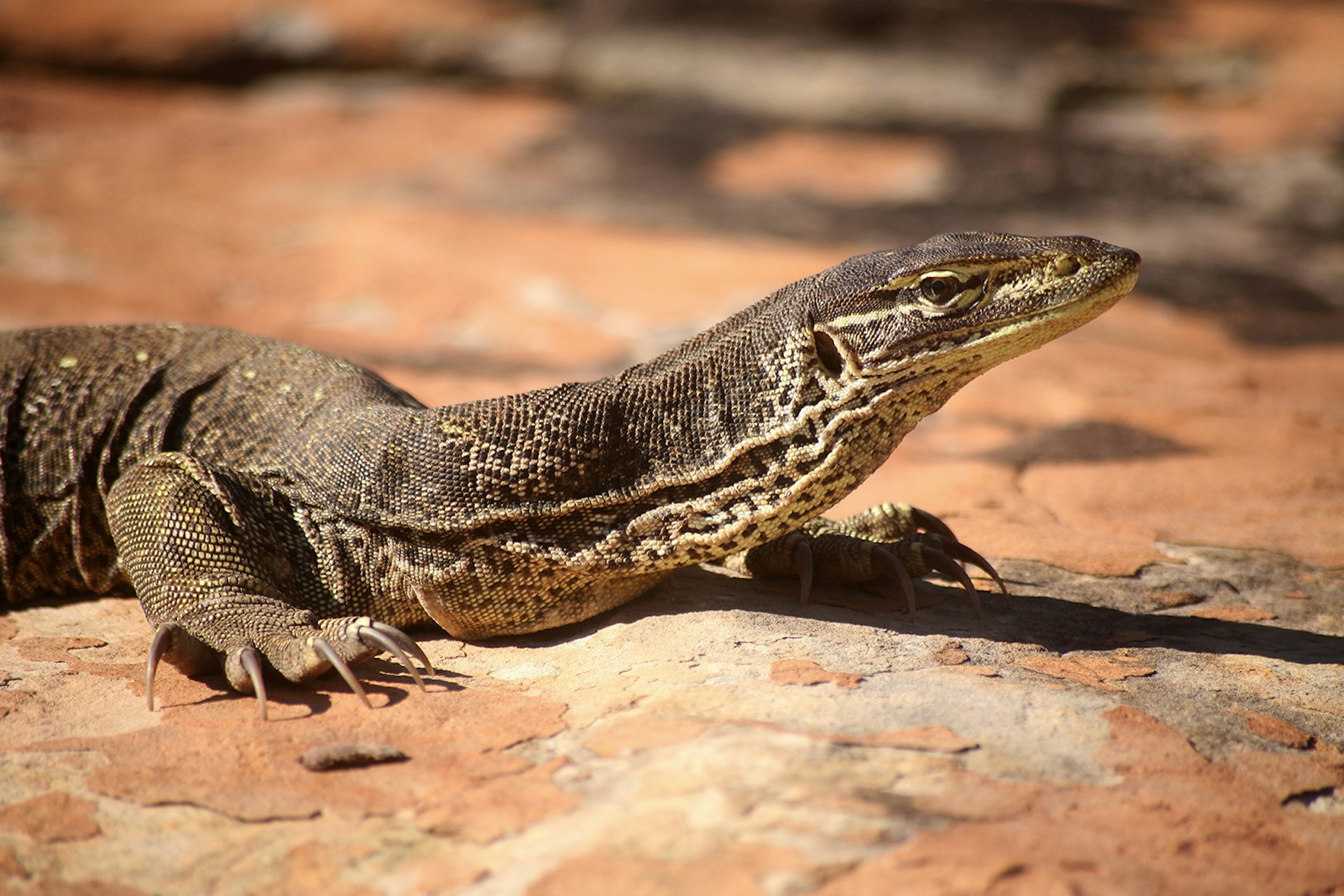 Western Australia's scaly goannas evoke the prehistoric past. Image by Feargus Cooney / Lonely Planet Images / Getty Images