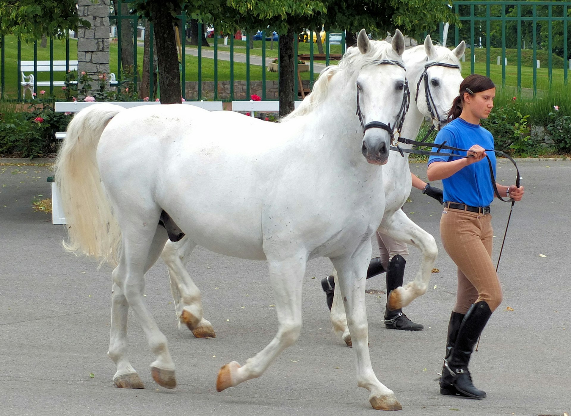 White stallions at Lipica Stud Farm. Image by Keith Roper / CC BY 2.0