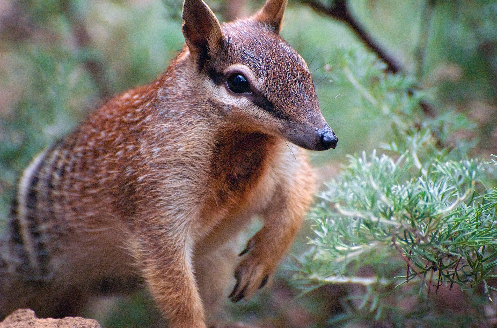 Tread quietly for a chance of spotting this striped-adorned (and adorable) West Australia native, the numbat. Image by dillettantiquity / CC BY-SA 2.0