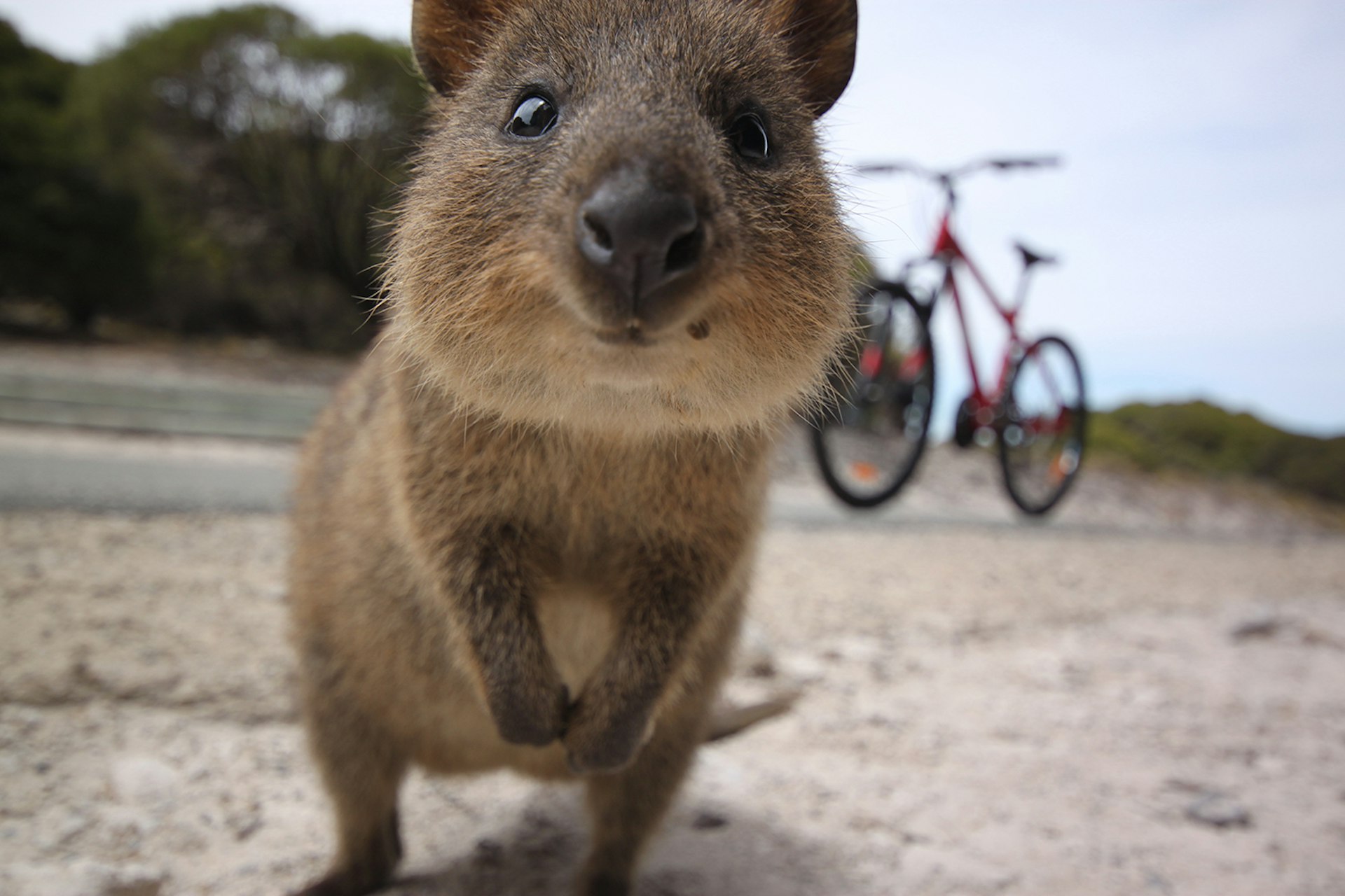 Western Australia is so rich in wildlife that it might just come looking for you, like this curious quokka. Image by Katy Clemmans / Moment / Getty Images