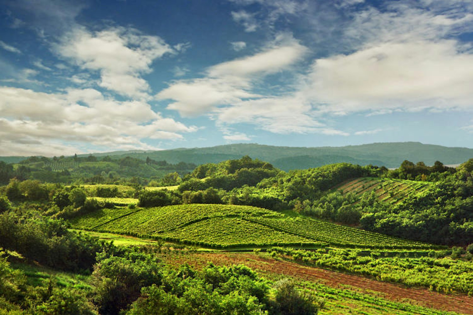 Serbia’s green vineyards in summer under a clouded sky. Image by Katarina Stefanovic / Getty Images