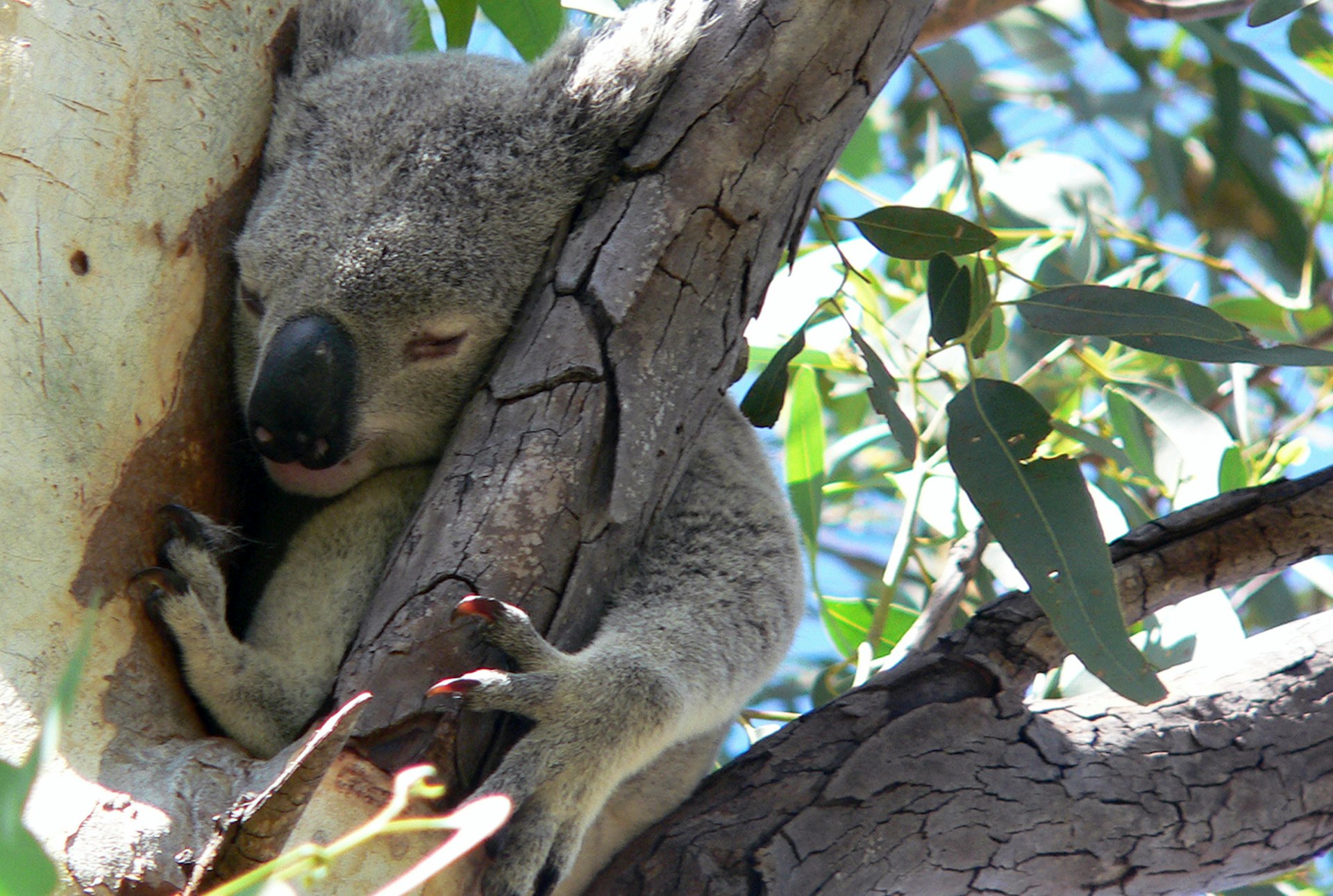After a hedonistic blowout at the full-moon parties near Nelly Bay, you might just sleep as deeply as this koala. Image by Richard Gifford / CC BY 2.0