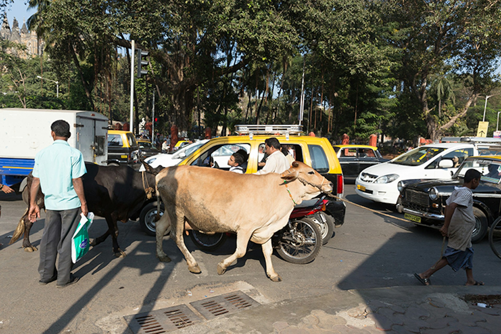 Timid crossers should wait for a passing cow in India. Image by Dan Herrick / Lonely Planet Images / Getty Images