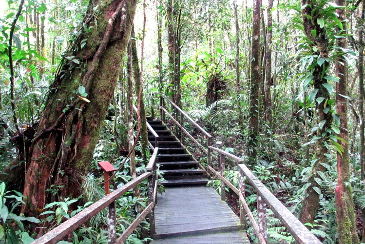 A raised walkway weaves through the jungle near the base of Mt Kinabalu, Sabah. Image by Sarah Reid