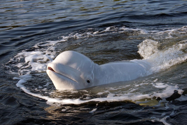 Beluga whale, White Sea, Karelia. Image by Andrey Nekrasov / Getty Images