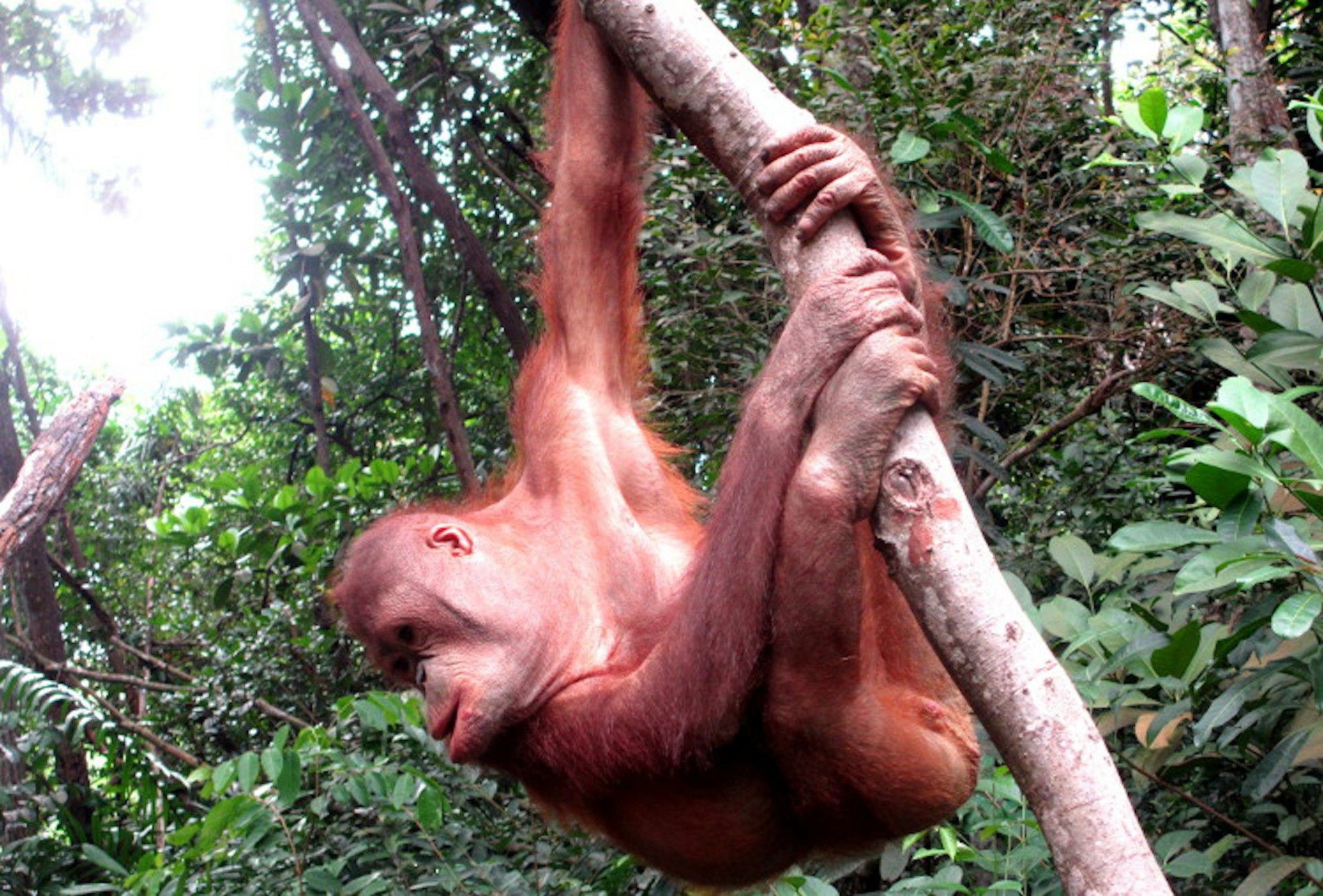 Curious young orangutan at the Rasa Ria Nature Reserve, near Kota Kinabalu, Sabah. Image by Sarah Reid Lonely Planet