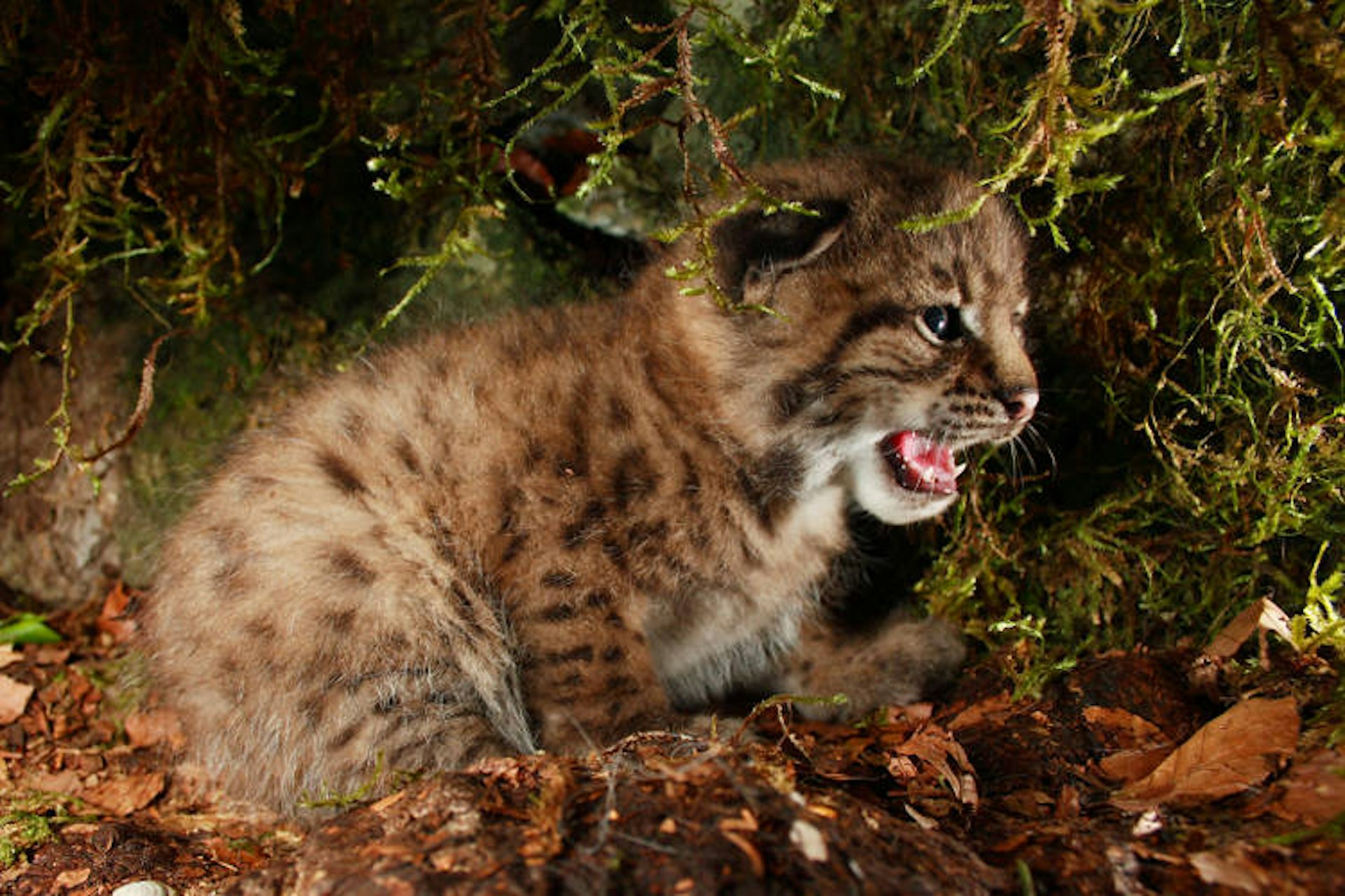 Endangered Eurasian lynx cub in a den. Image by Miha Krofel / Getty Images