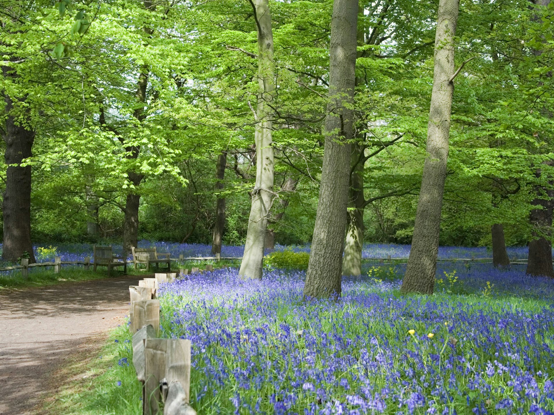 Bluebells lining a path at Kew Gardens.