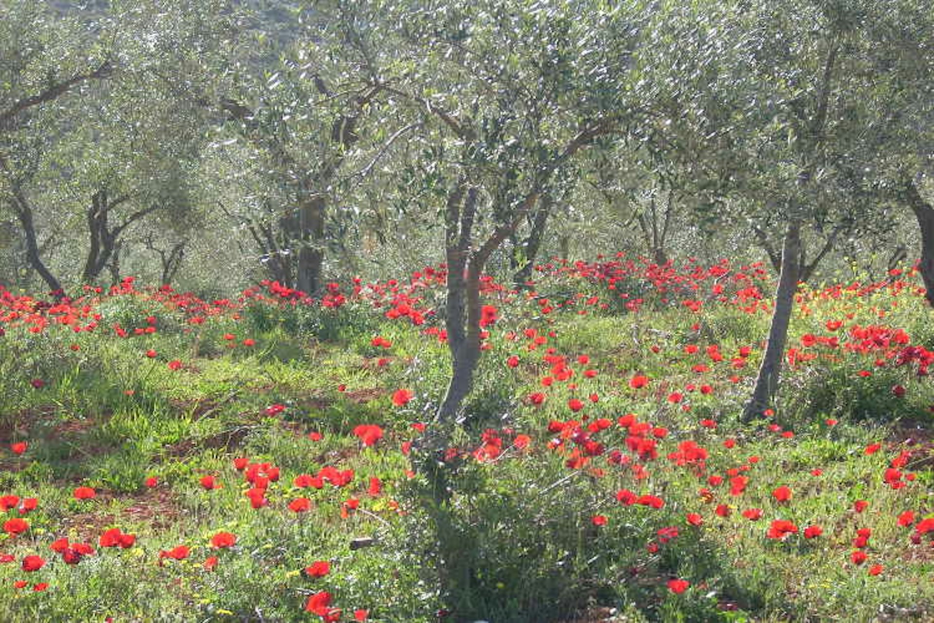 Crimson poppies fill olive groves in the Peloponnese. Image by Alexis Averbuck / Lonely Planet