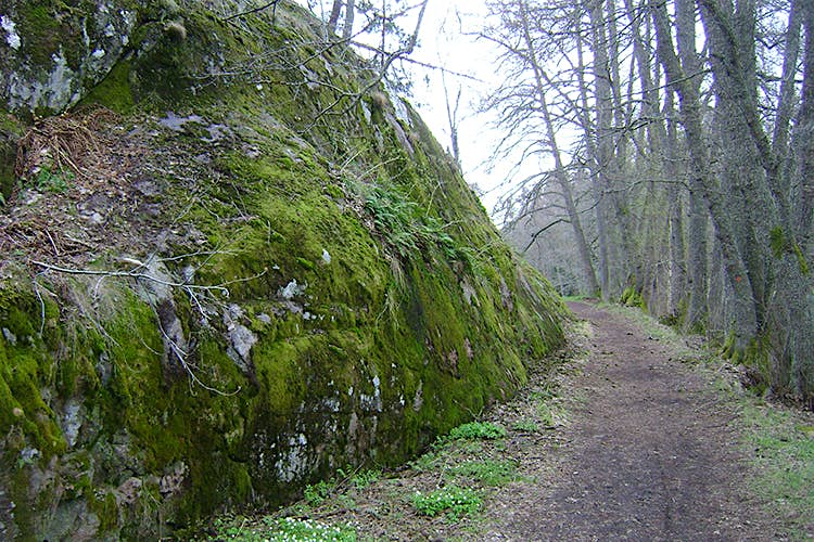 Features - Sweden._Stockholm_County._Tyresta_National_Park_010 A track leading deep into the forest of Tyresta National Park. Image from Wikimedia Commons.