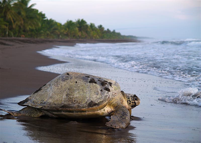 Several species of sea turtle nest in Parque Nacional Tortuguero © jarnogz / Getty Images
