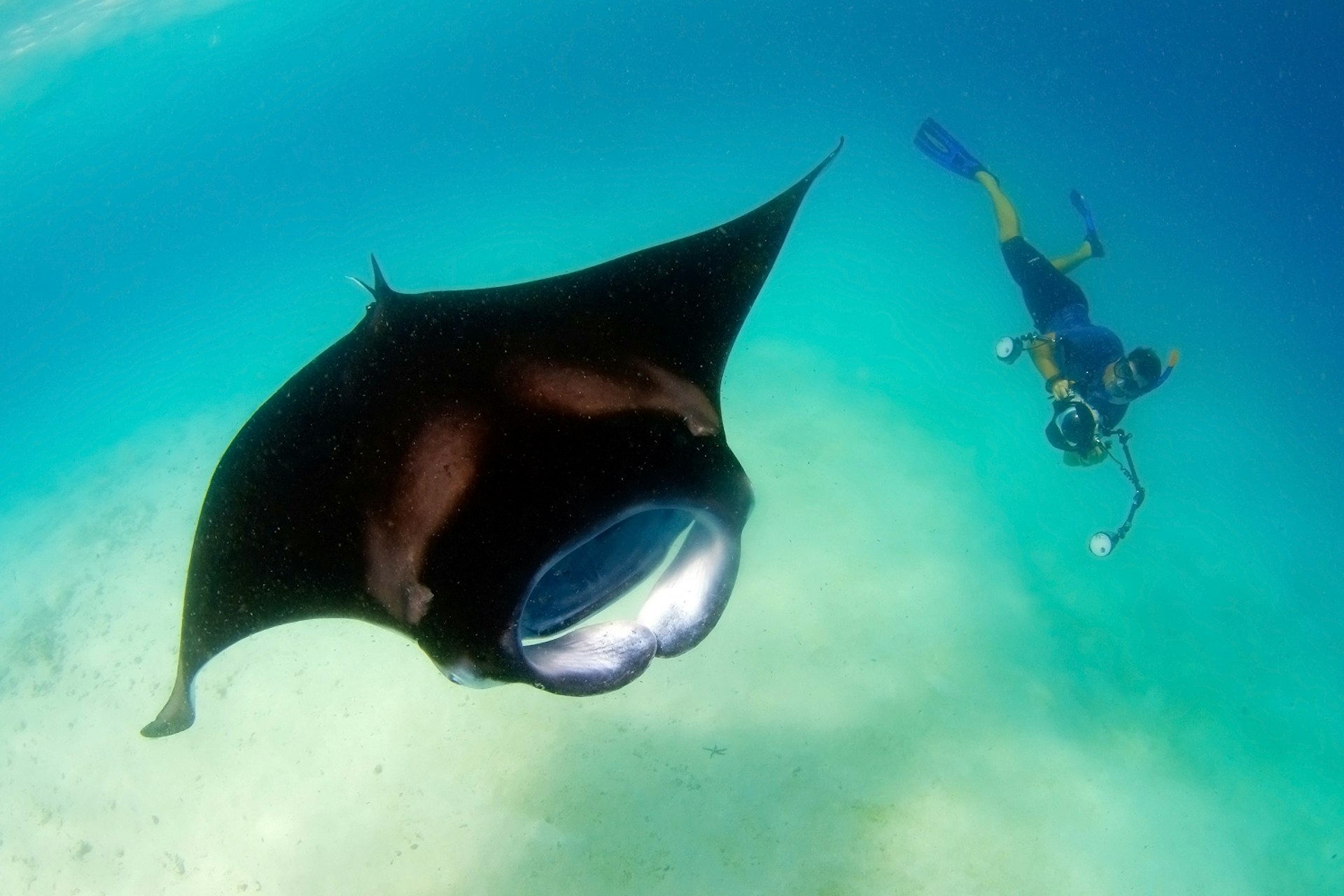 Guy taking identification photos of his favourite marine animal. Image by Carlos Villoch