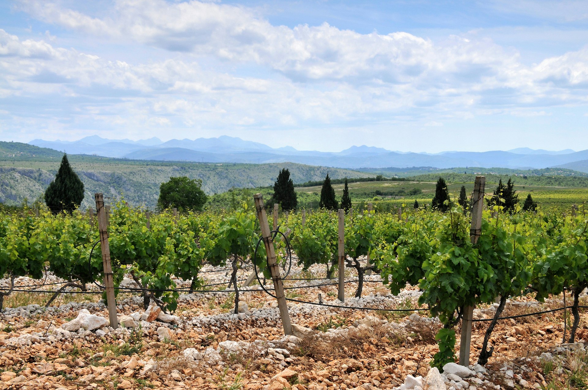 Vineyard near Međugorje in Hercegovina. Image by Thomas Stankiewicz / LOOK-foto / Getty
