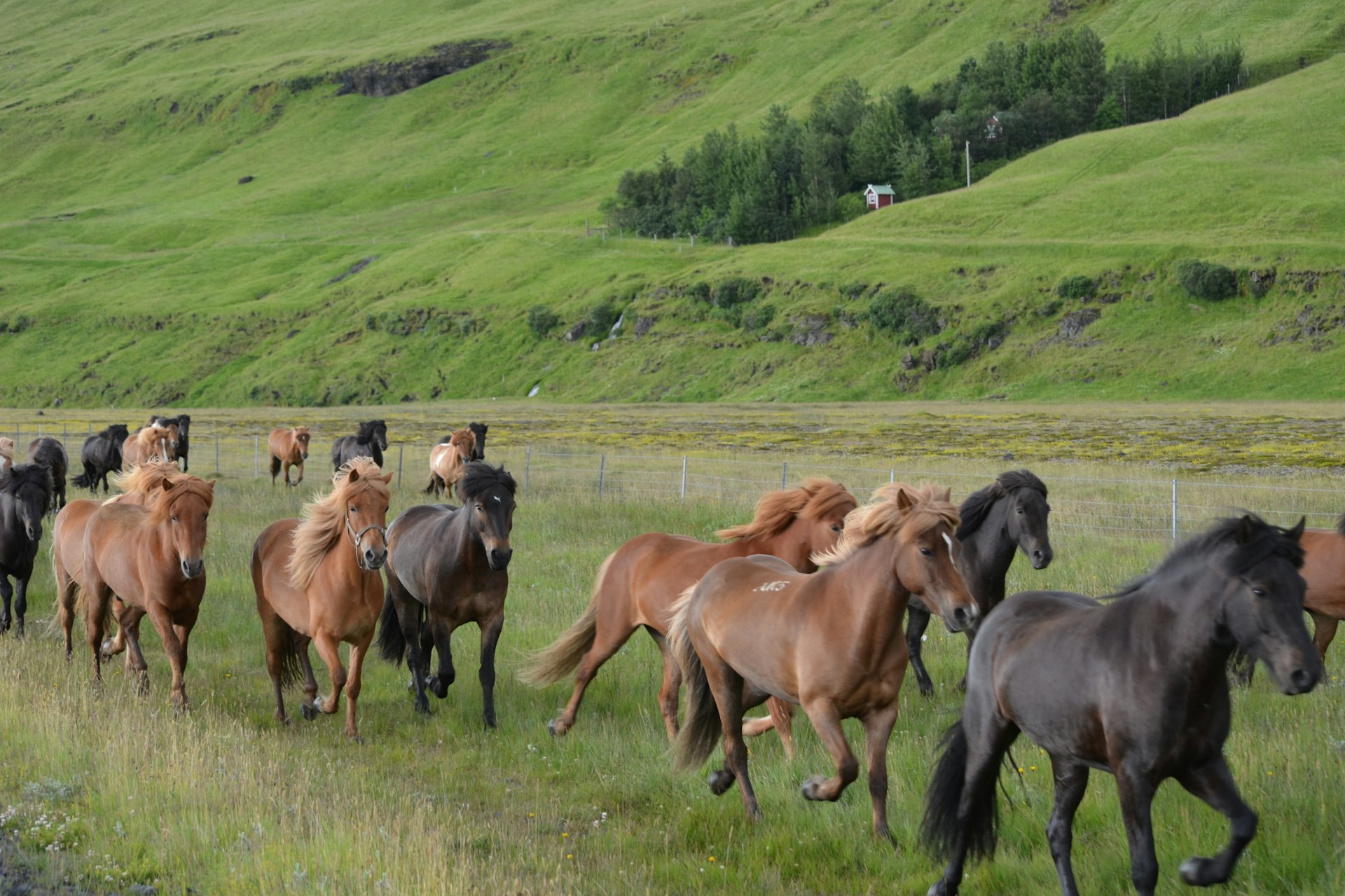 Icelandic horses near Hvolsvöllur. Image by Alexis Averbuck / Lonely Planet