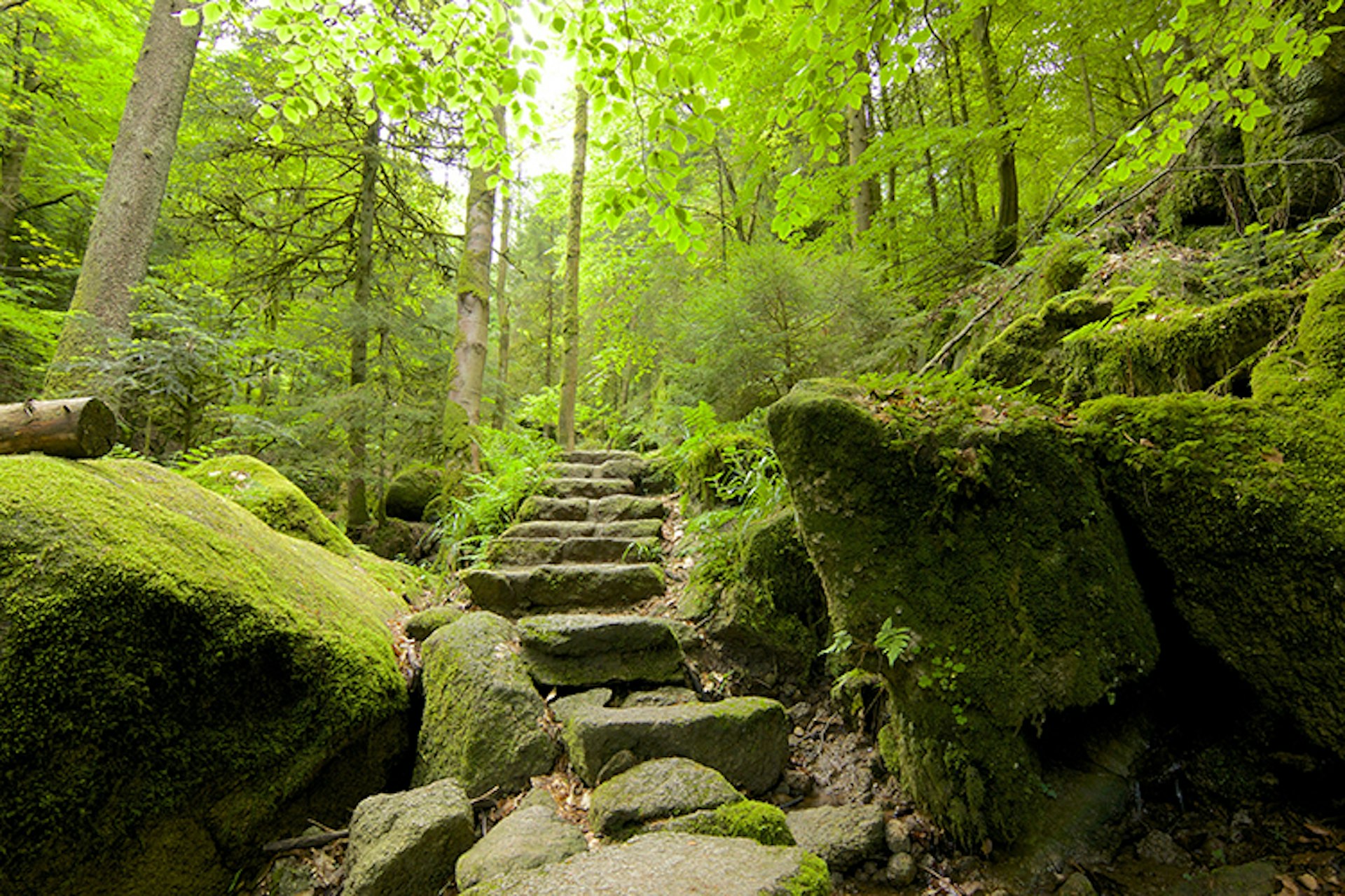 The Black Forest looks like the backdrop to a Brothers Grimm fairy tale. Image by chbaum / Shutterstock