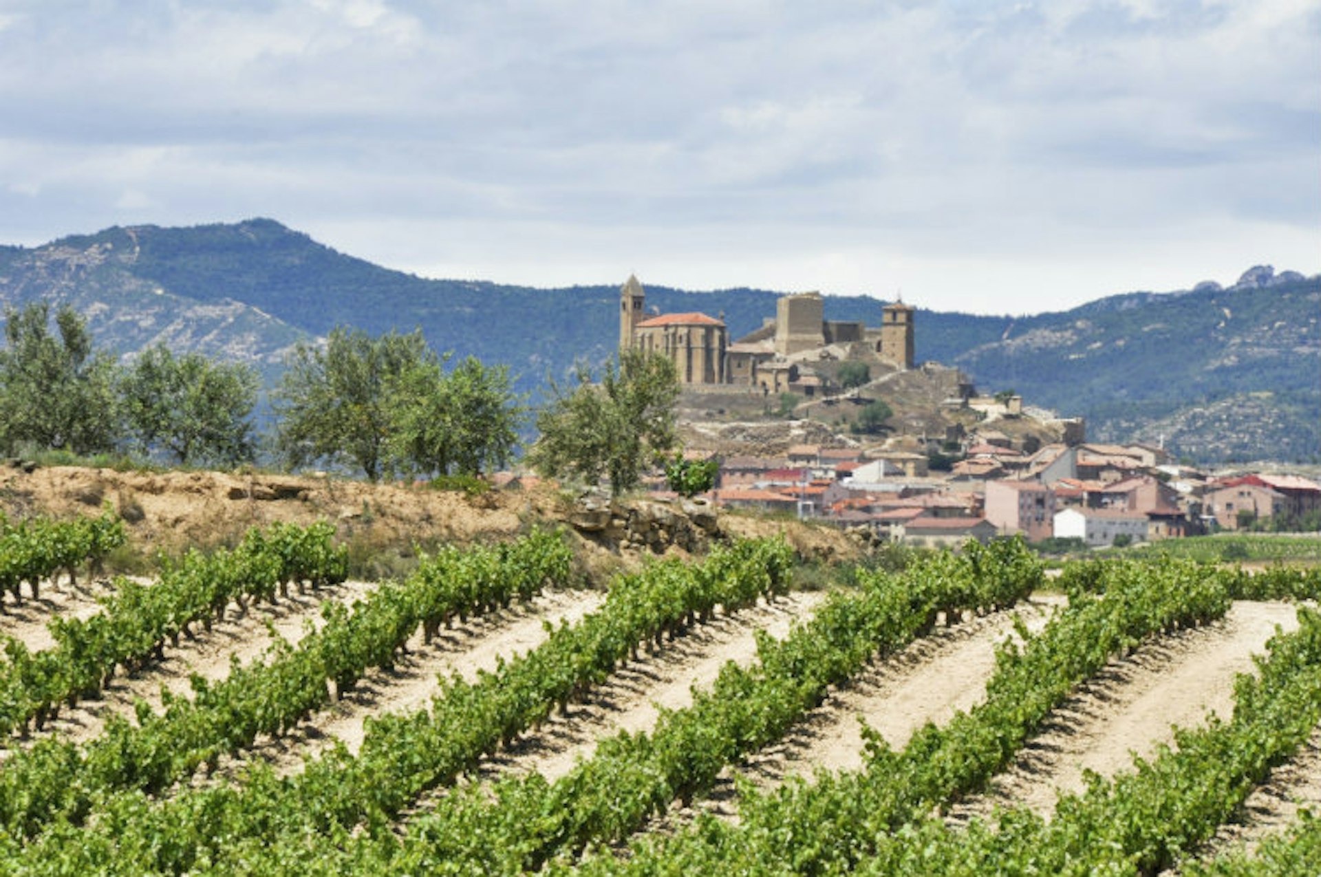 Vineyards in La Rioja, Spain