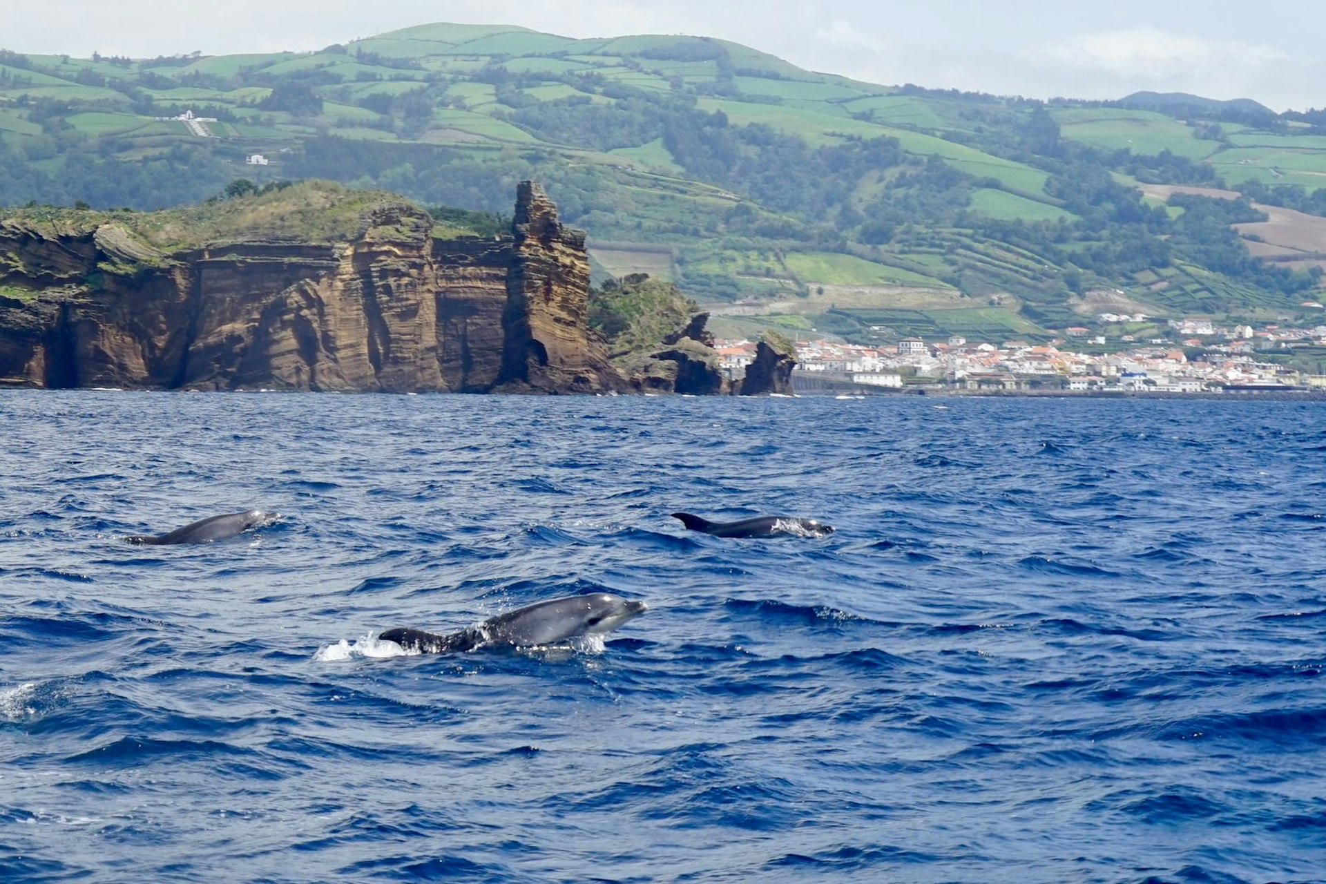 Bottlenose dolphins in the Azores, Portugal