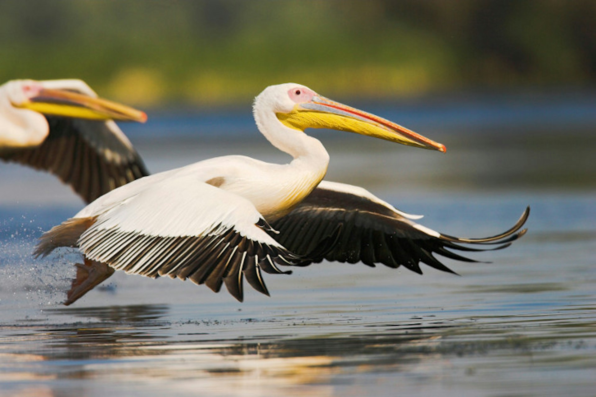 Great White Pelican taking off for flight in the Danube Delta. Image by Danita Delimont / Gallo Images / Getty Images