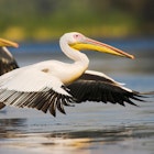 Great White Pelican taking off for flight in the Danube Delta. Image by Danita Delimont / Gallo Images / Getty Images