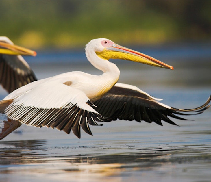Great White Pelican taking off for flight in the Danube Delta. Image by Danita Delimont / Gallo Images / Getty Images