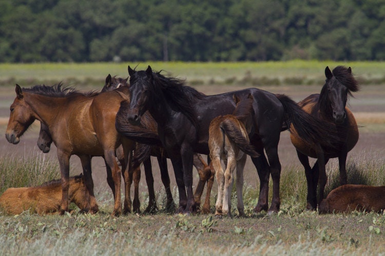 Wild horses roaming in Danube Delta’s Letea Forest. Image by Aldo Pavan / Lonely Planet Images / Getty Images