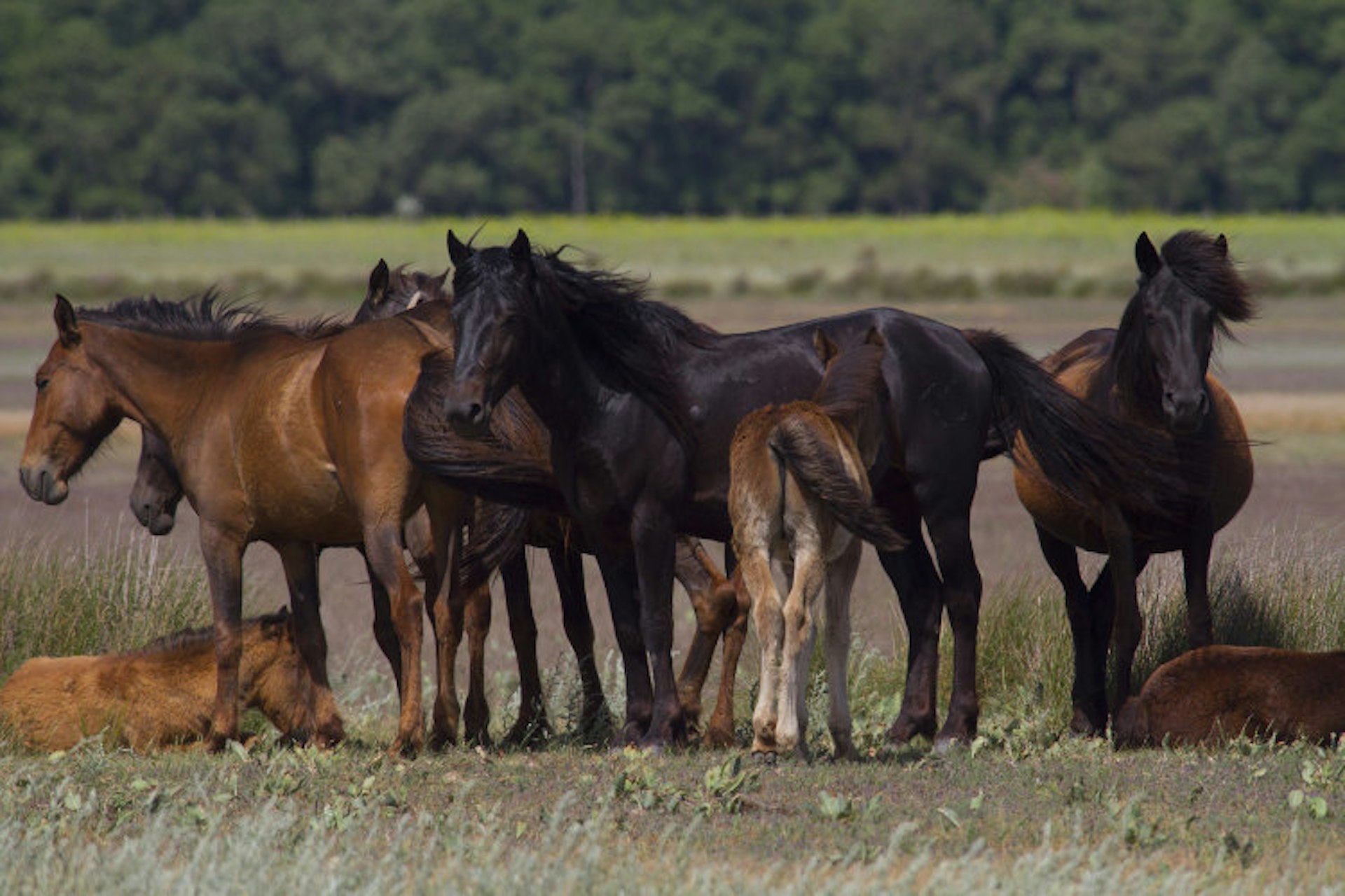 Wild horses roaming in Danube Delta’s Letea Forest. Image by Aldo Pavan / Lonely Planet Images / Getty Images