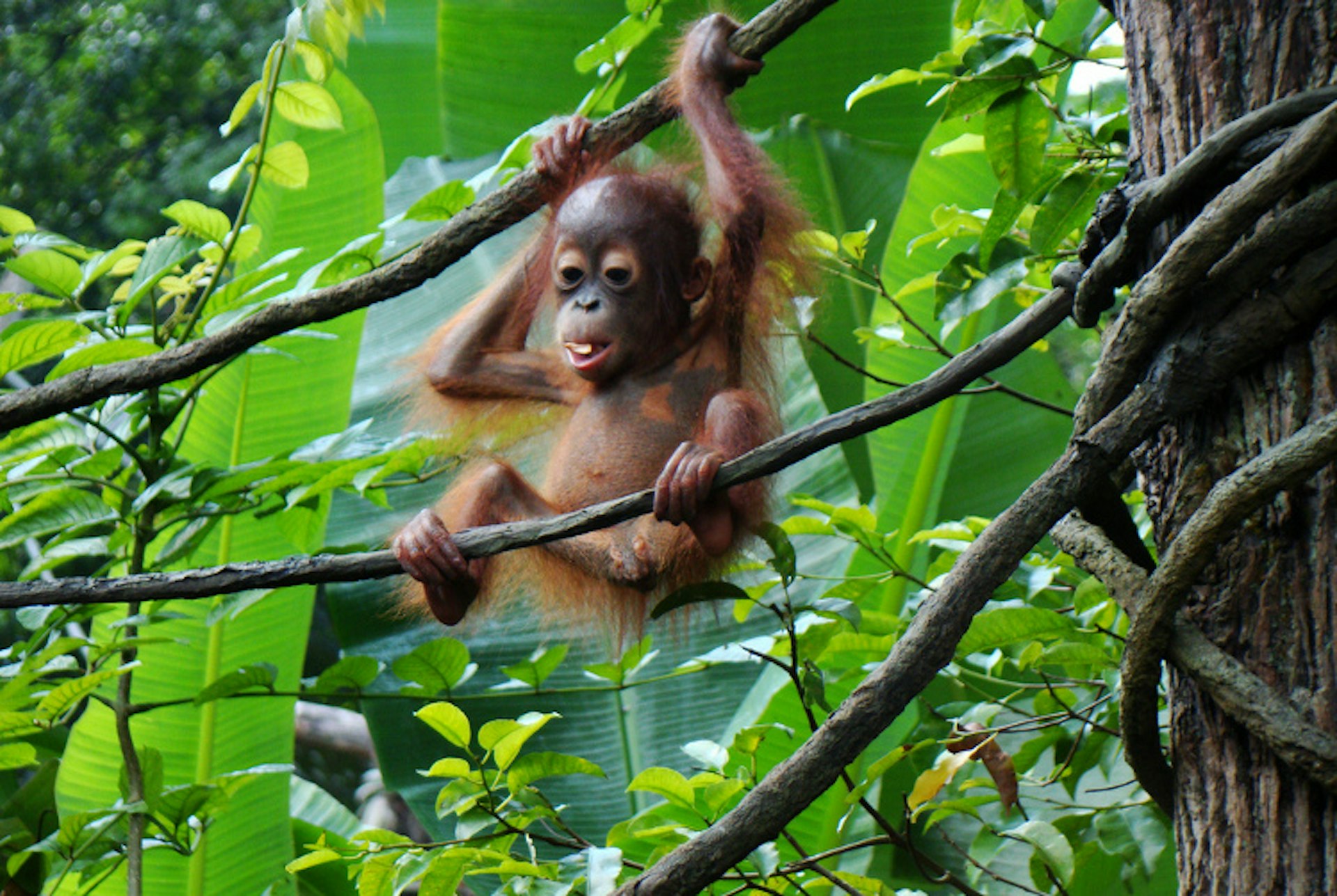 Baby orangutan, Singapore Zoo. Image by Adian Grieg. CC BY 2.0